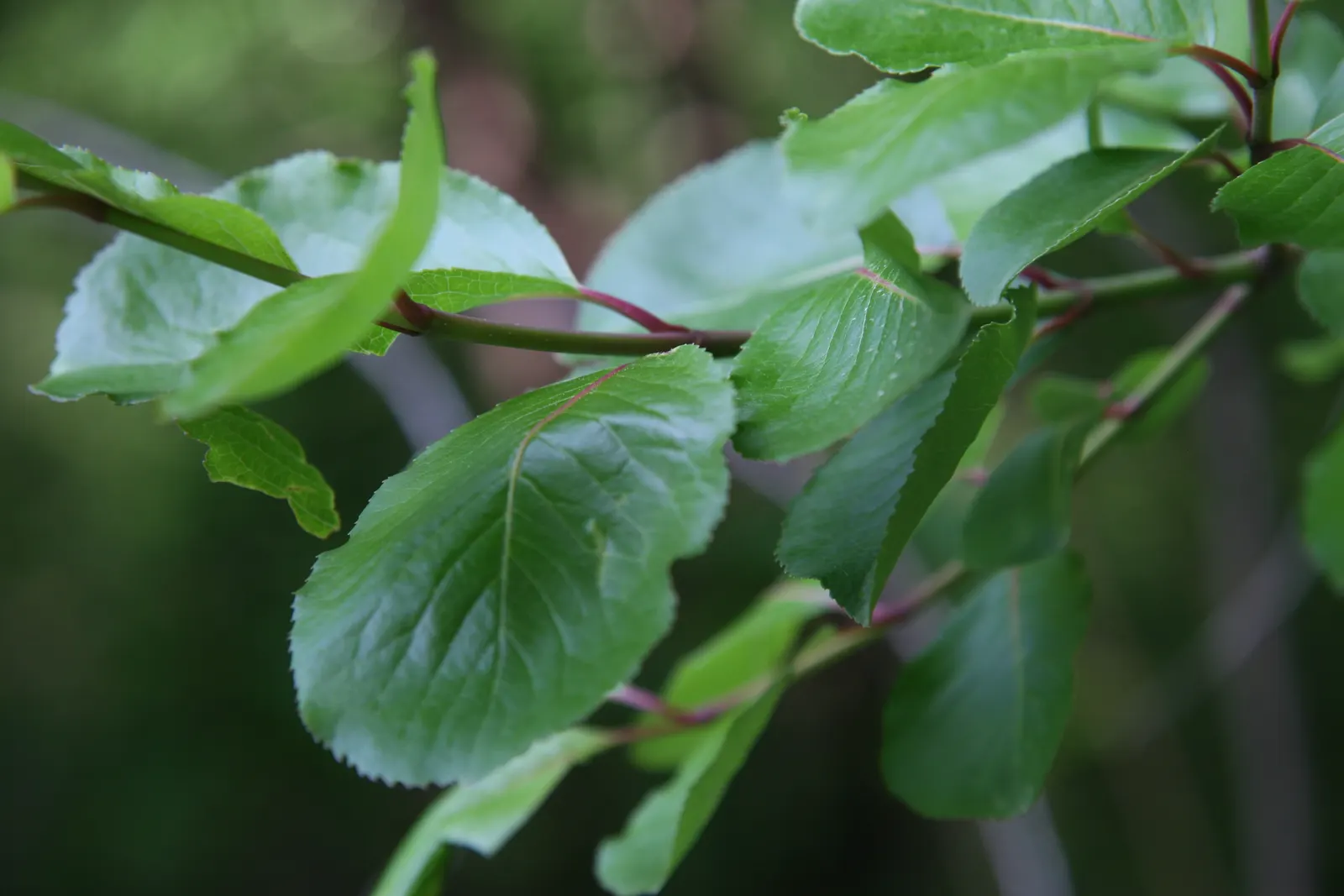 Black Haw (Viburnum Prunifolium) — It boasts creamy-white flowers in spring, edible dark blue berries in fall, and reddish-purple fall foliage; provided