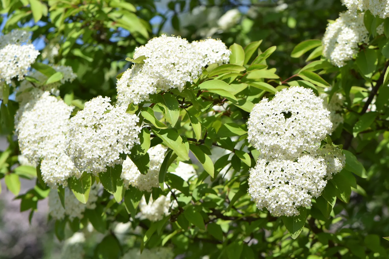 Black Haw (Viburnum Prunifolium) — shrub for full or half or shade; thus ensuring both the client's aesthetic desires and the ease of maintenance are satisfied
