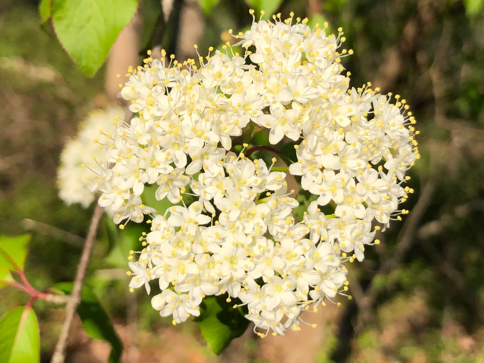 Black Haw (Viburnum Prunifolium) — It boasts creamy-white flowers in spring, edible dark blue berries in fall, and reddish-purple fall foliage