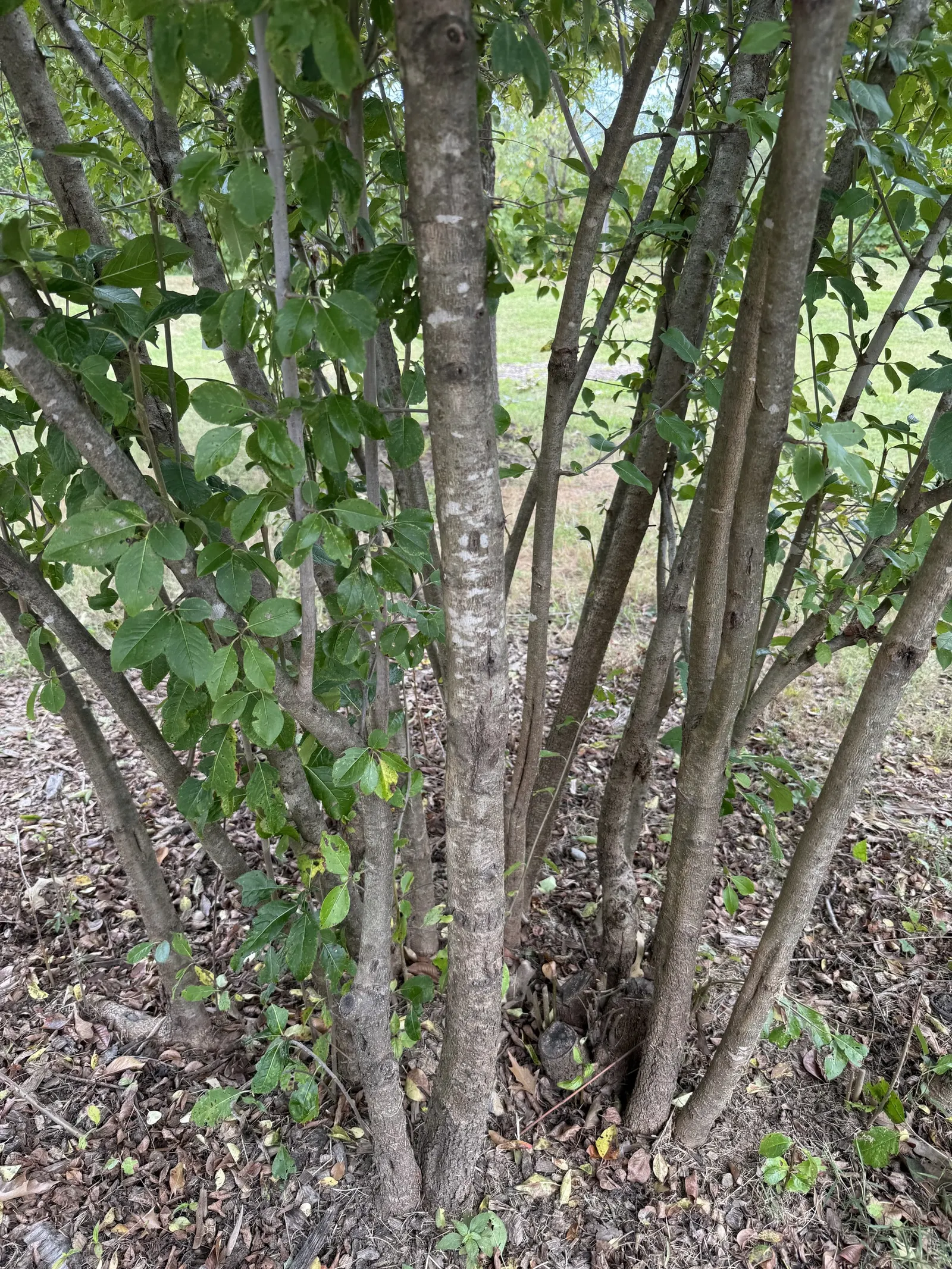 Black Haw (Viburnum Prunifolium) — adding a delicate fragrance and visual interest