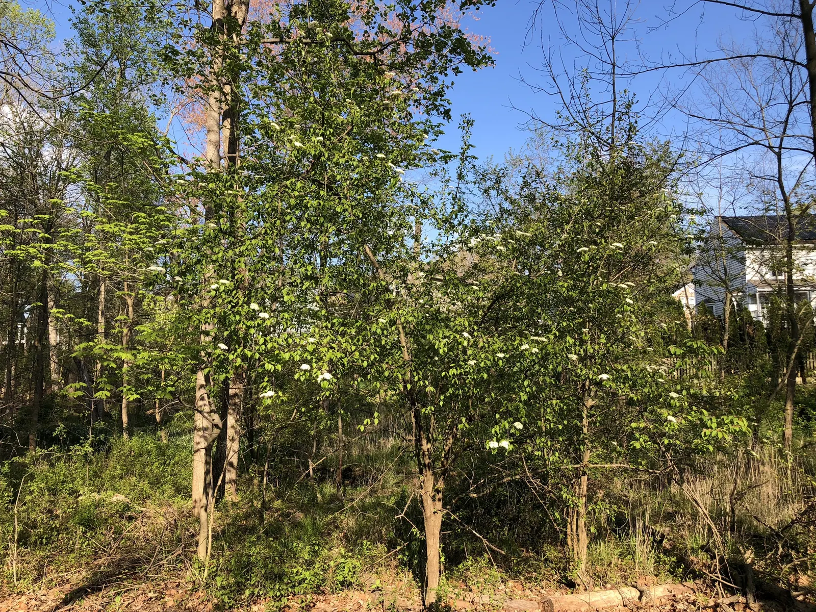 Black Haw (Viburnum Prunifolium) — demanding only occasional pruning to maintain shape and promote airflow