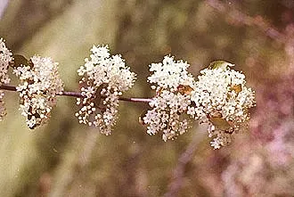 Black Haw (Viburnum Prunifolium) — each measuring around 1.5-3 inches long; springtime ushers in clusters of creamy white flowers