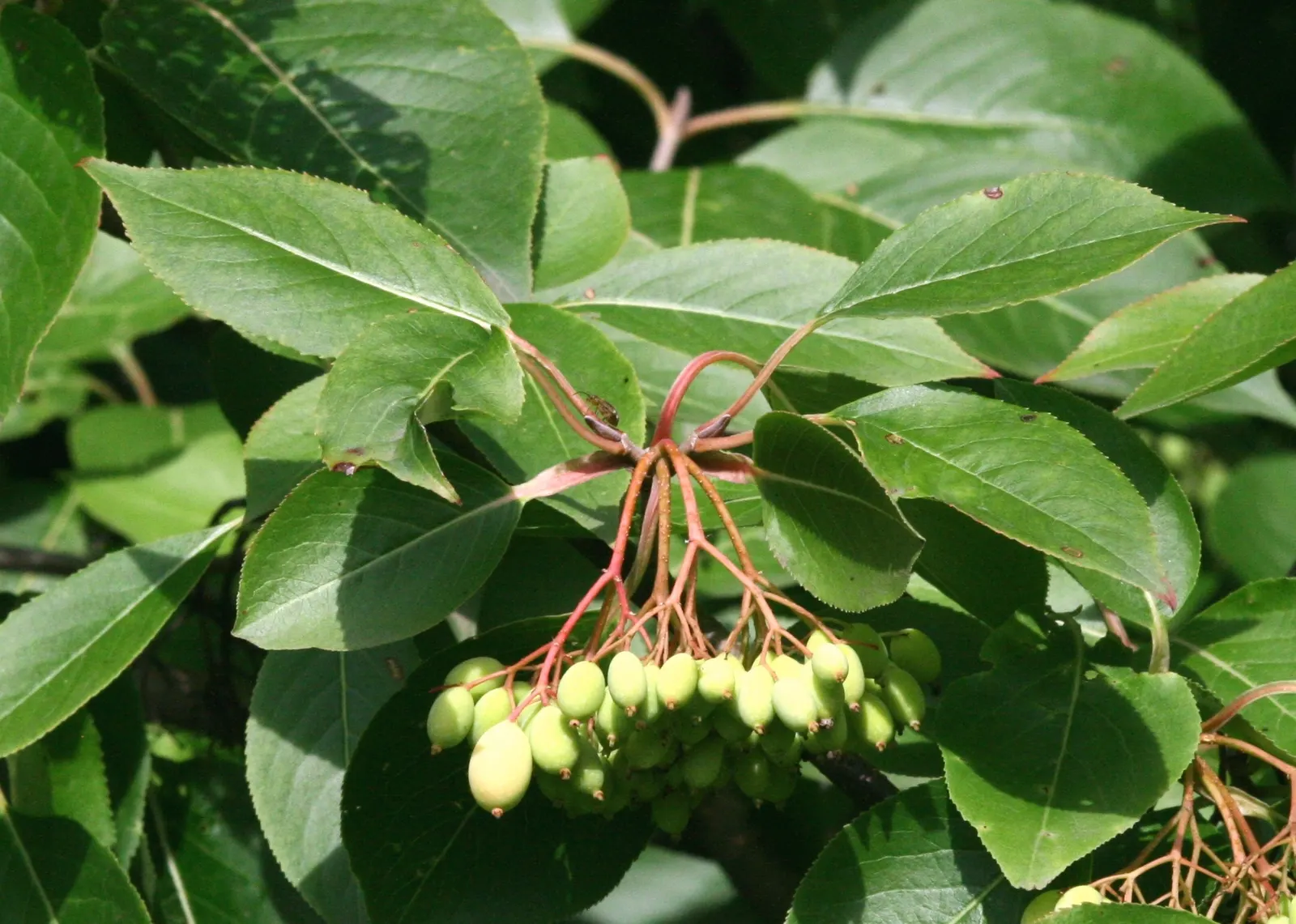 Black Haw (Viburnum Prunifolium) — Maturing to a height of approximately 12-15 feet with a similar spread; provided they're well-drained
