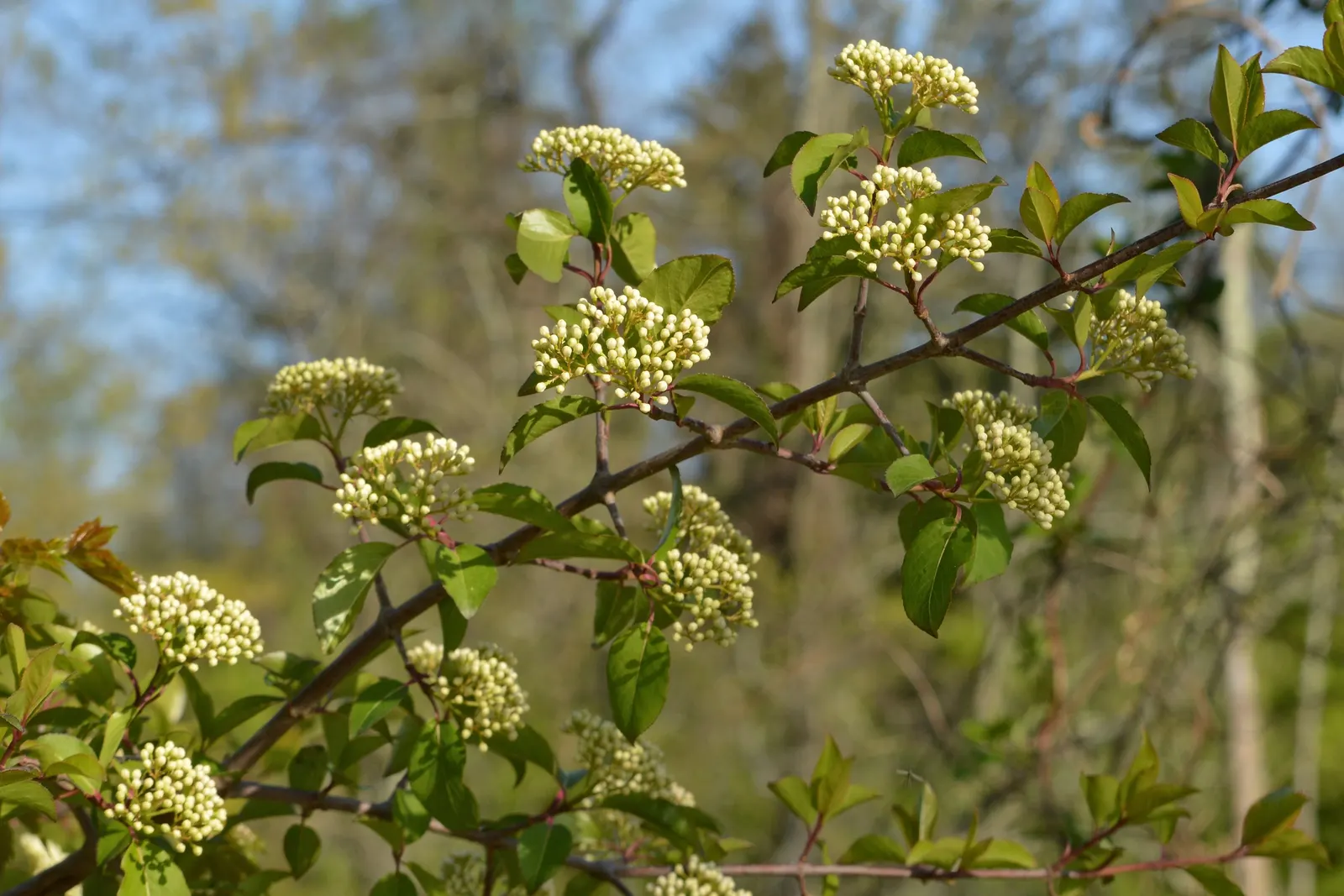 Black Haw (Viburnum Prunifolium) — upright habit that suits both informal and formal gardens.<br><br>Its elliptical leaves; it thrives in USDA zones 3-9