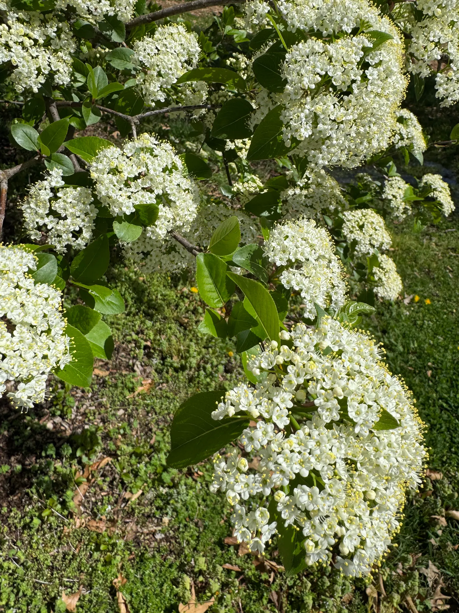 Black Haw (Viburnum Prunifolium) — about 0.5 inches in diameter