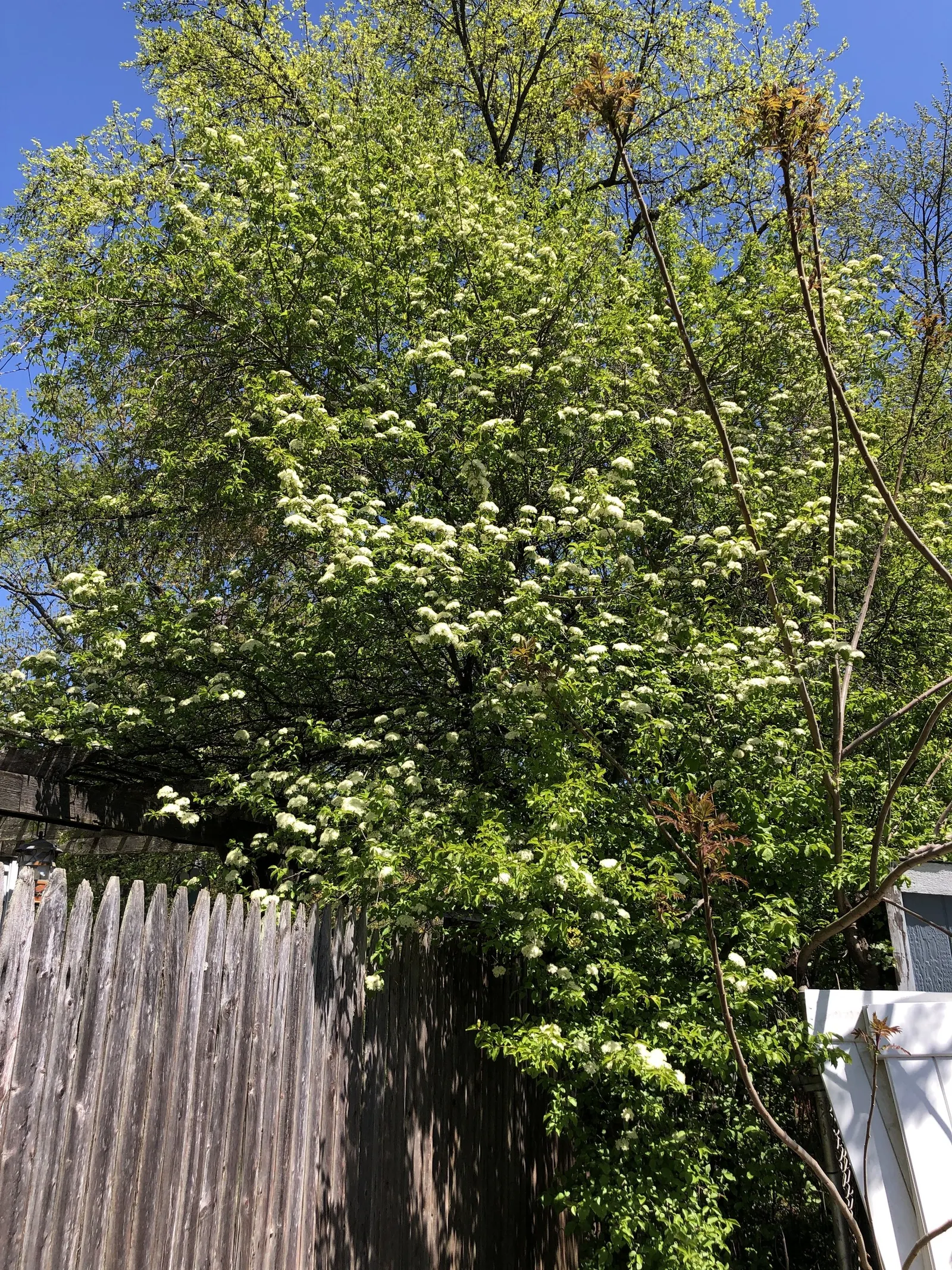 Black Haw (Viburnum Prunifolium) — thus ensuring both the client's aesthetic desires and the ease of maintenance are satisfied
