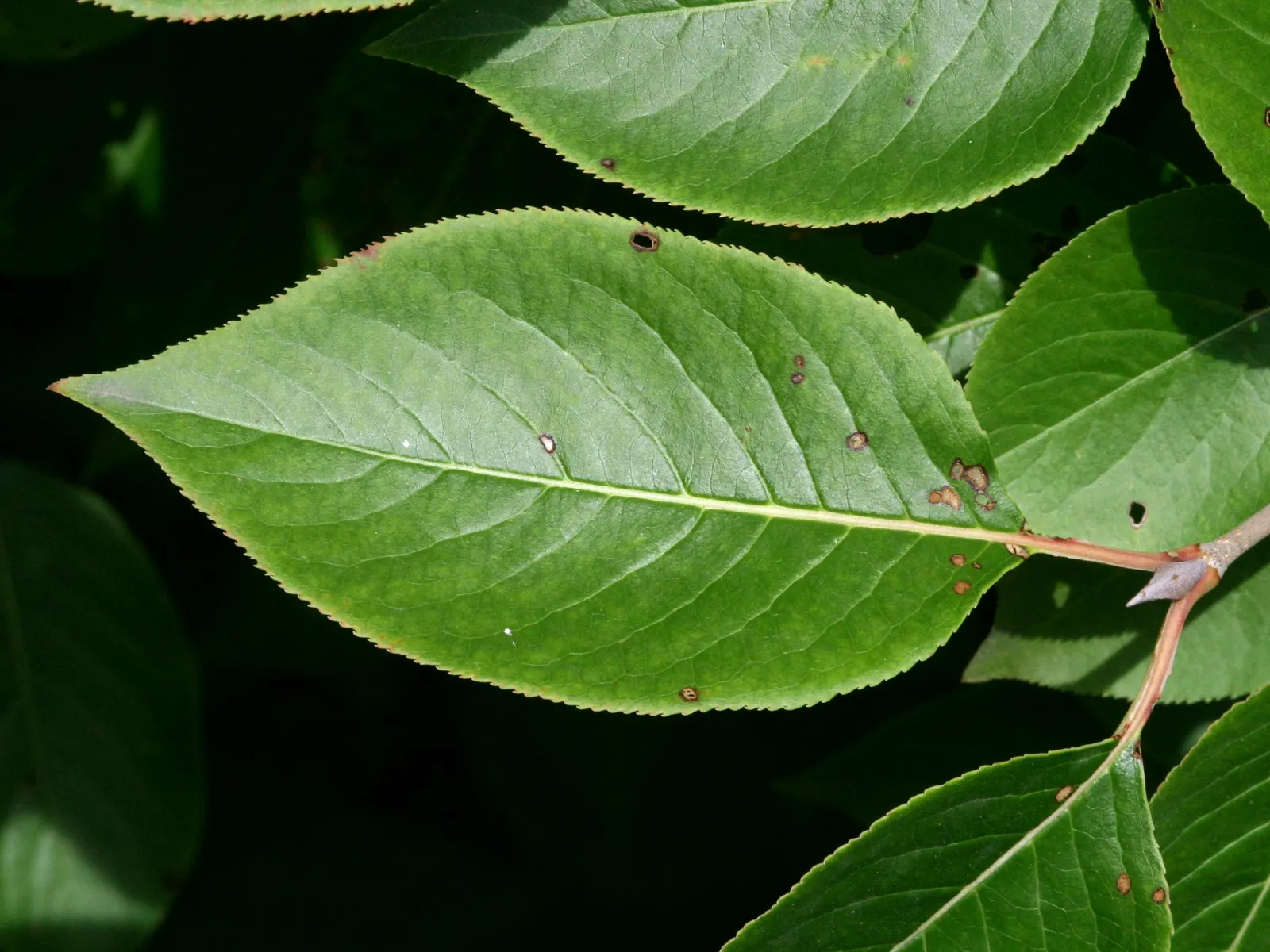 Black Haw (Viburnum Prunifolium) — Ideal for hedges, borders, or naturalized areas, it offers multi-season interest and wildlife value; it thrives in USDA