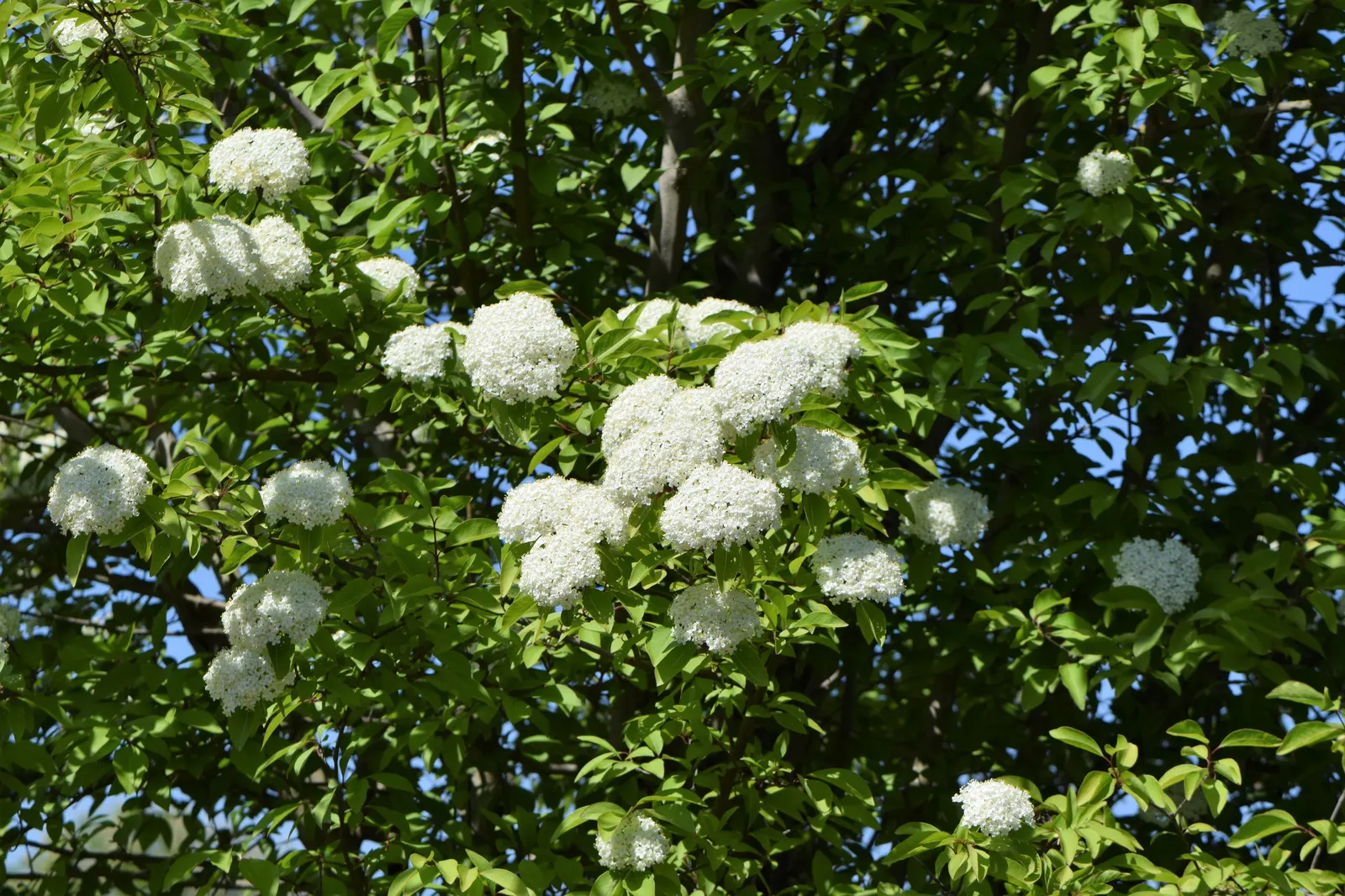 Black Haw (Viburnum Prunifolium) — white flowers in the garden; springtime ushers in clusters of creamy white flowers
