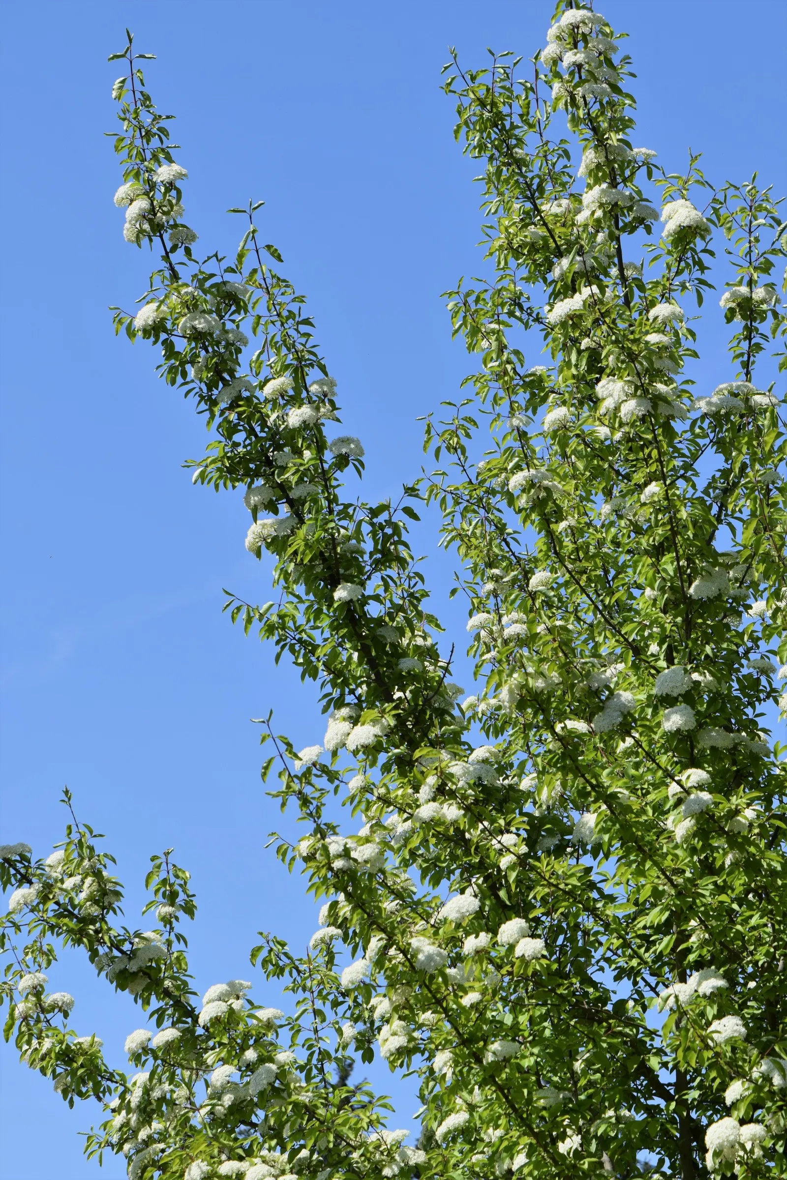 Black Haw (Viburnum Prunifolium) — thus ensuring both the client's aesthetic desires and the ease of maintenance are satisfied; it thrives in USDA zones 3-9