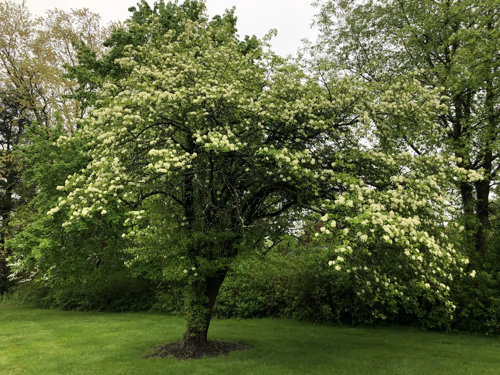 Black Haw (Viburnum Prunifolium) — coupled with a slow-to-moderate growth rate