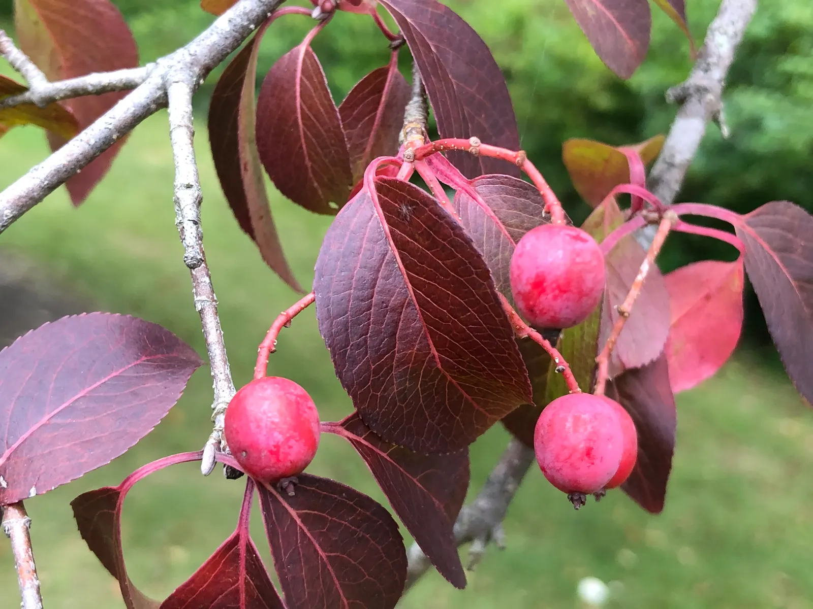 Black Haw (Viburnum Prunifolium) — adding a delicate fragrance and visual interest; it thrives in USDA zones 3-9, prefers full sun to partial shade, and adapts