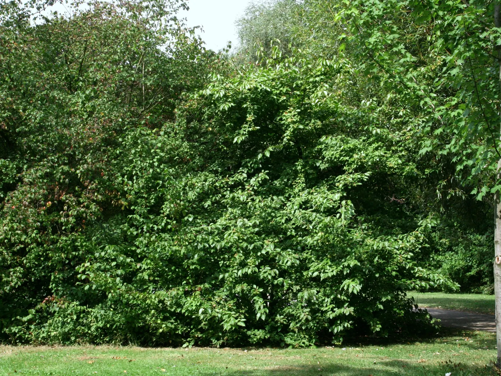 Black Haw (Viburnum Prunifolium) — commonly known as Black Haw; it thrives in USDA zones 3-9, prefers full sun to partial shade, and adapts to, image 57