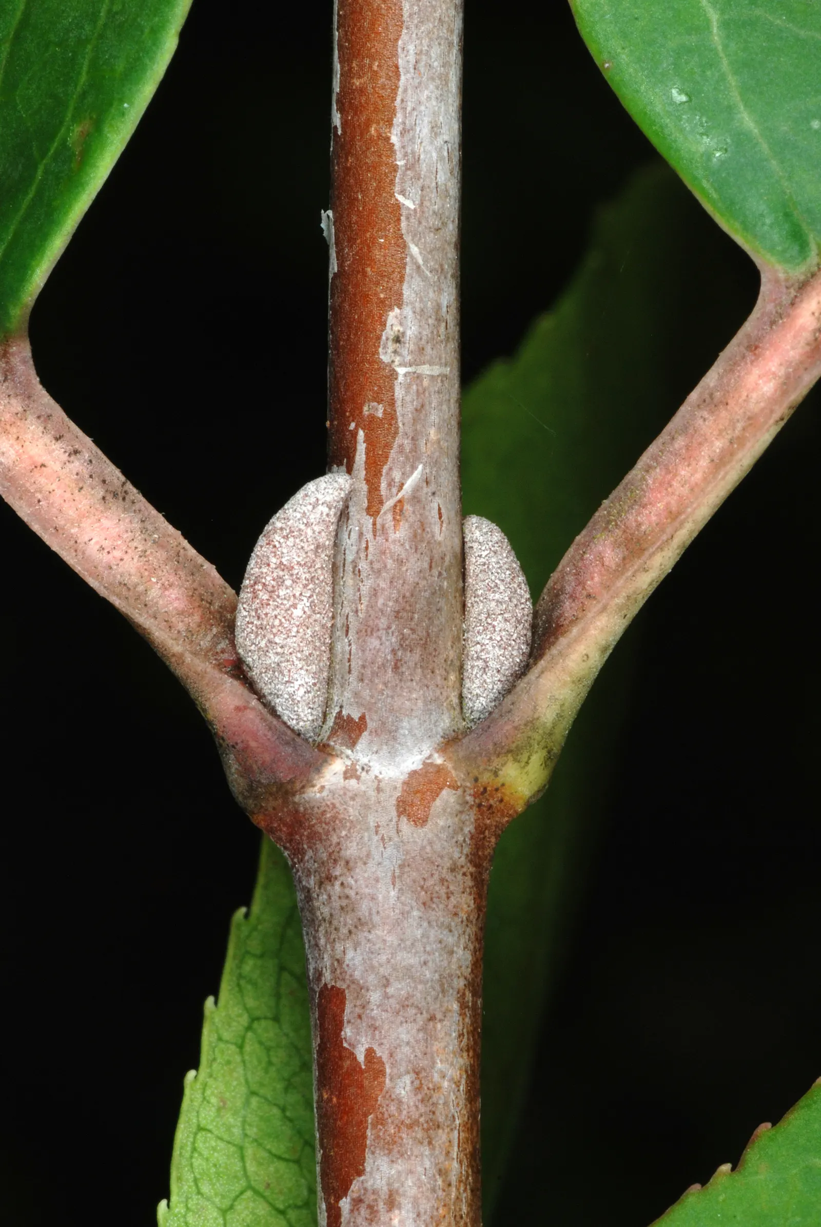 Black Haw (Viburnum Prunifolium) — typically 4-5 inches across; thus ensuring both the client's aesthetic desires and the ease of maintenance are satisfied