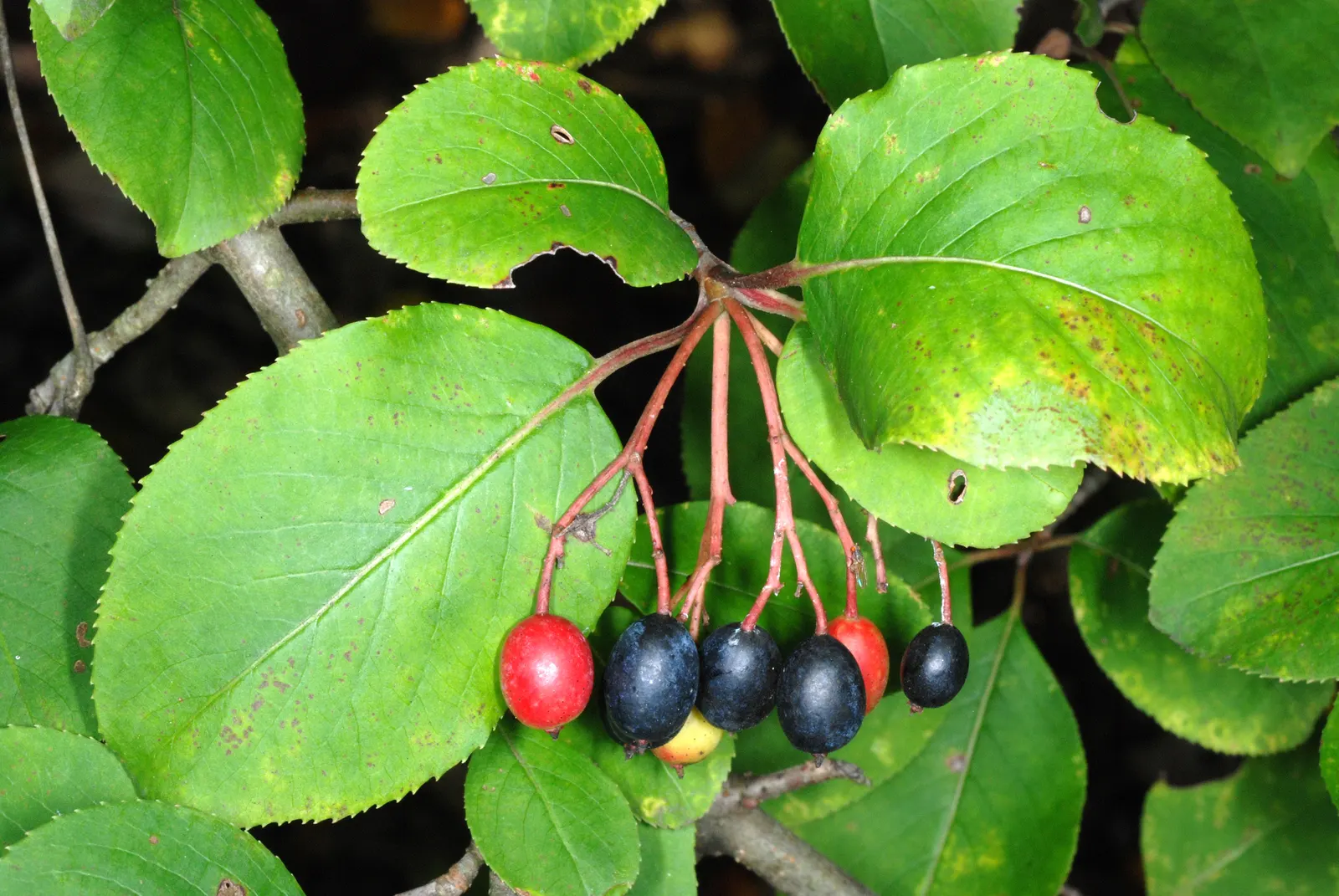 Black Haw (Viburnum Prunifolium) — this North American native exhibits a rounded