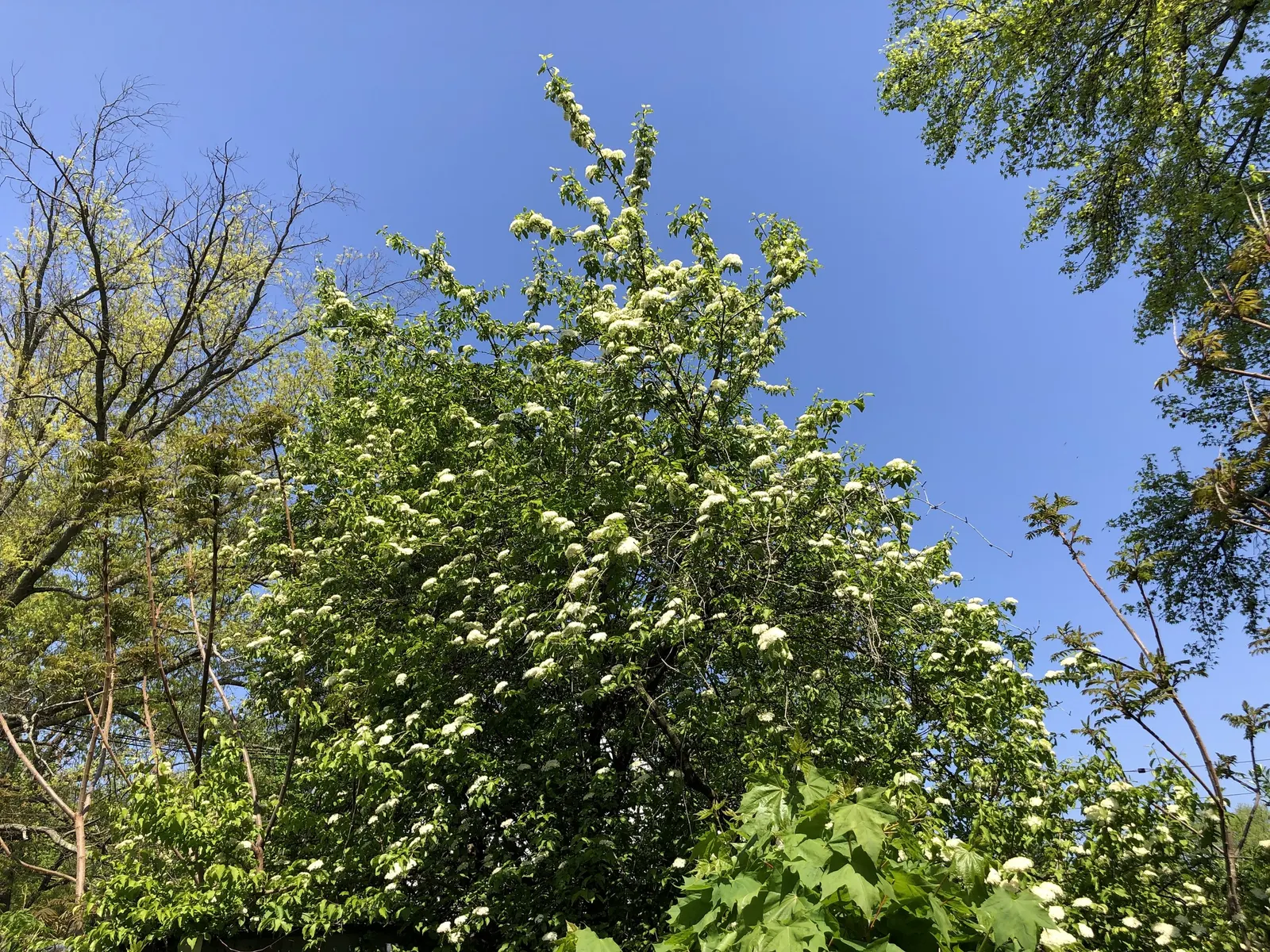 Black Haw (Viburnum Prunifolium) — bestowing year-round interest to the thoughtful landscape