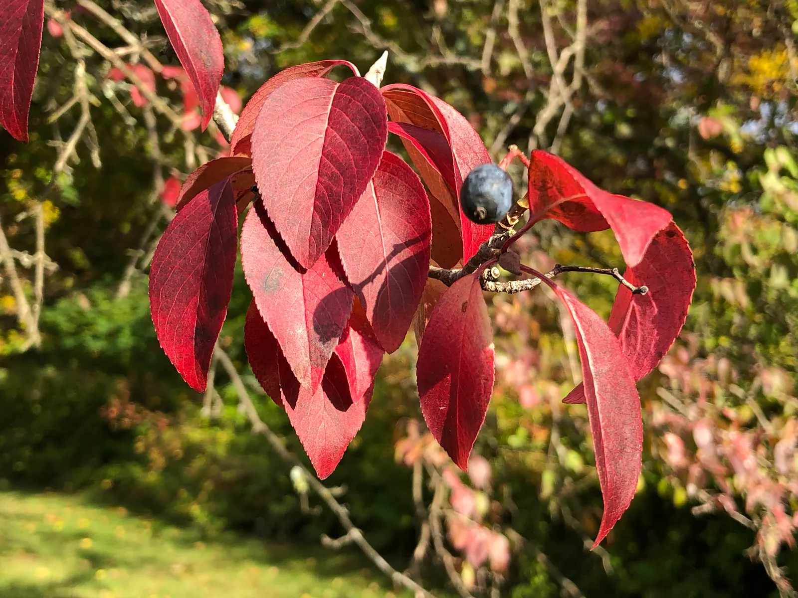 Black Haw (Viburnum Prunifolium) — Ideal for hedges, borders, or naturalized areas, it offers multi-season interest and wildlife value