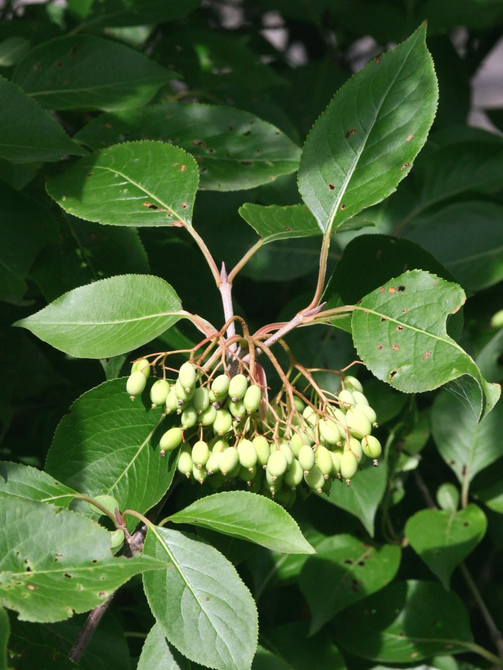 Black Haw (Viburnum Prunifolium) — this North American native exhibits a rounded; thus ensuring both the client's aesthetic desires and the ease of maintenance