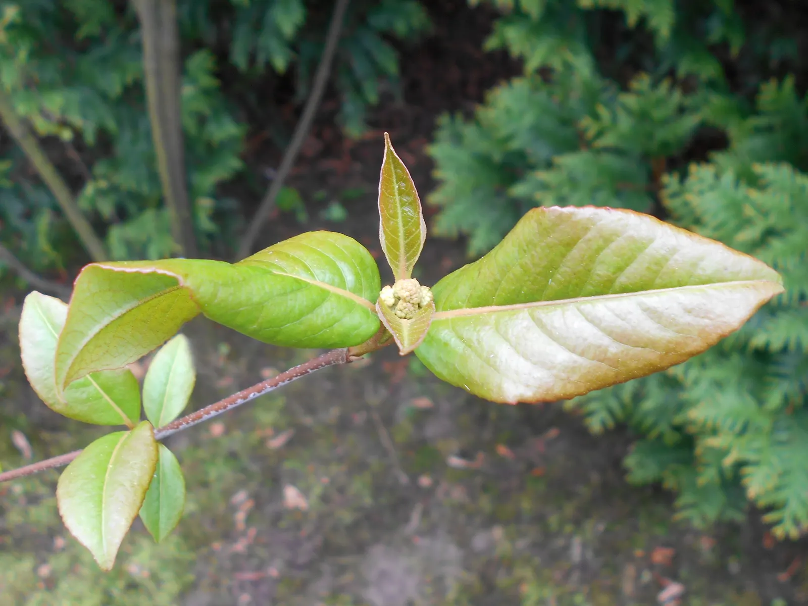 Black Haw (Viburnum Prunifolium) — the Black Haw thrives in a range of soil types; it thrives in USDA zones 3-9, prefers full sun to partial shade, and adapts