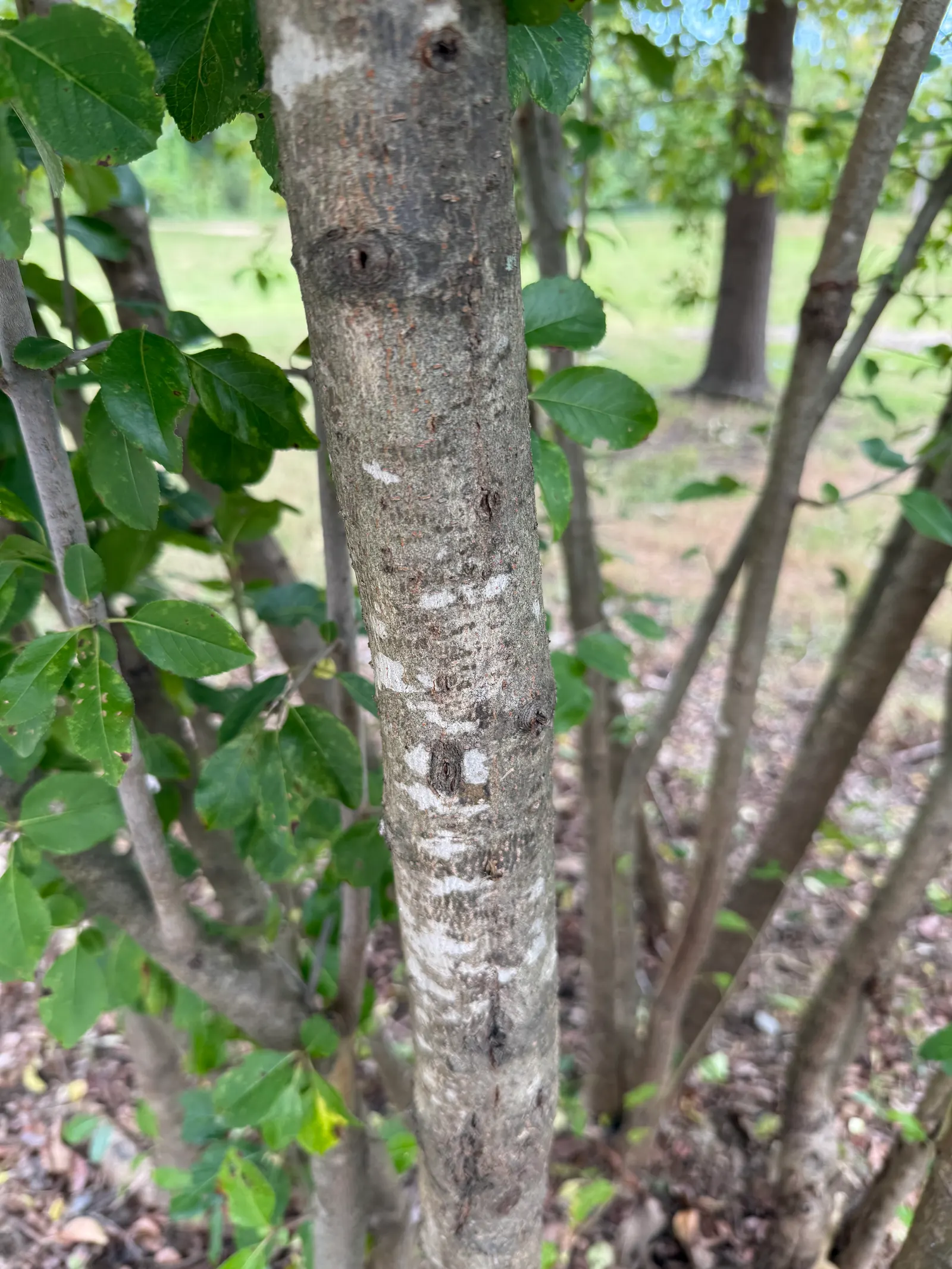 Black Haw (Viburnum Prunifolium) — or as a striking specimen plant