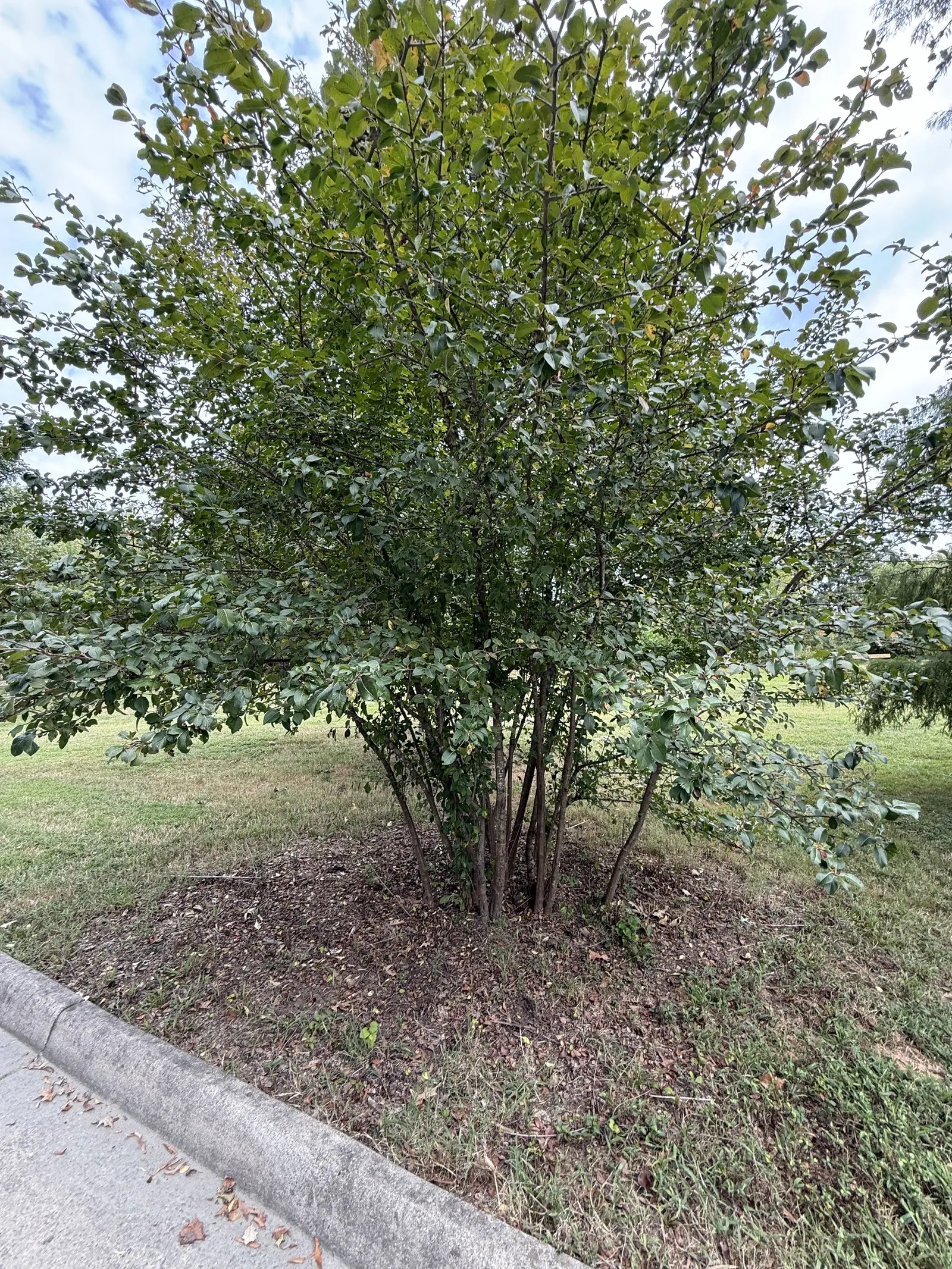 Black Haw (Viburnum Prunifolium) — make Viburnum prunifolium an excellent selection for hedges