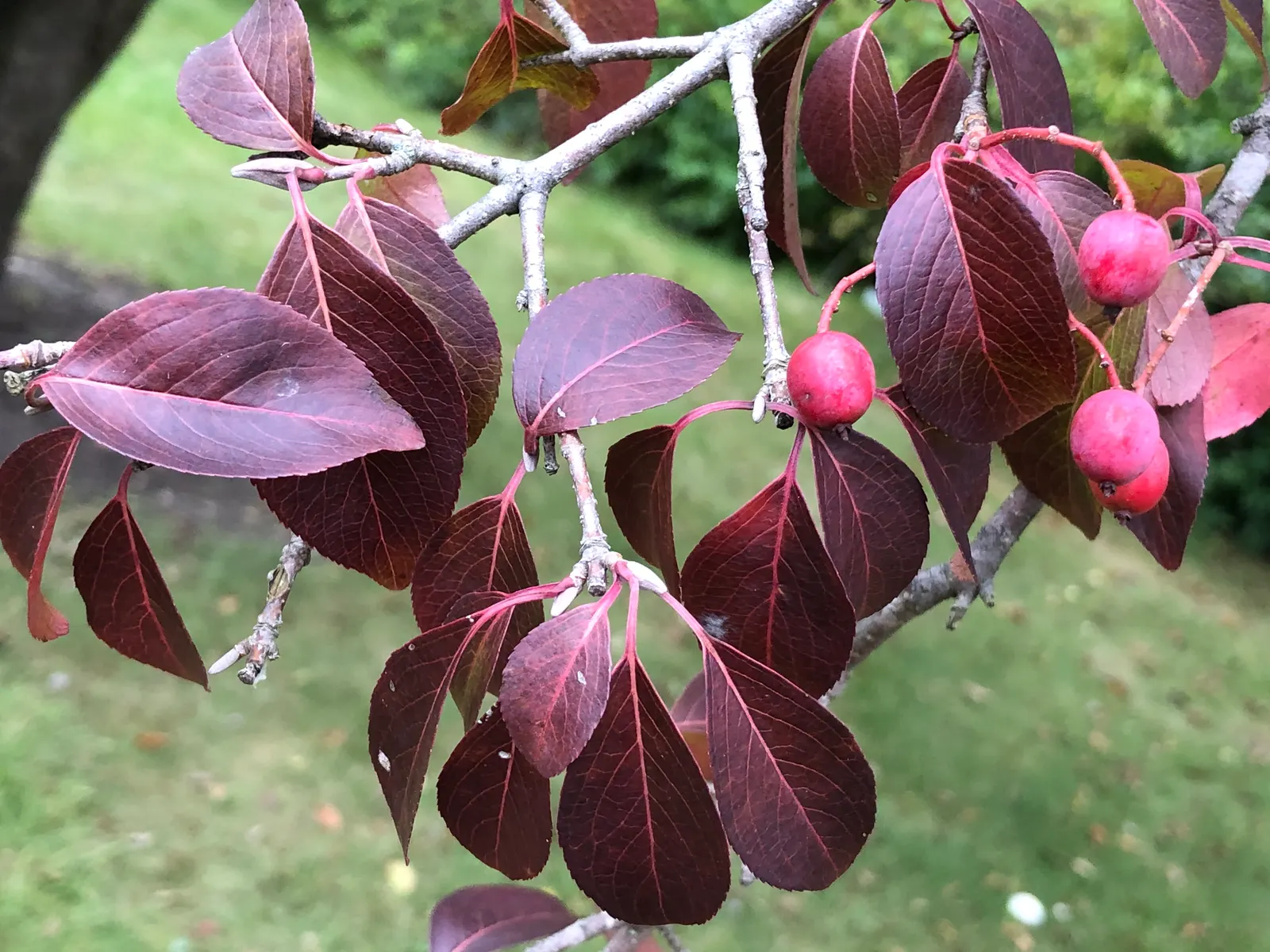 Black Haw (Viburnum Prunifolium) — the Black Haw thrives in a range of soil types