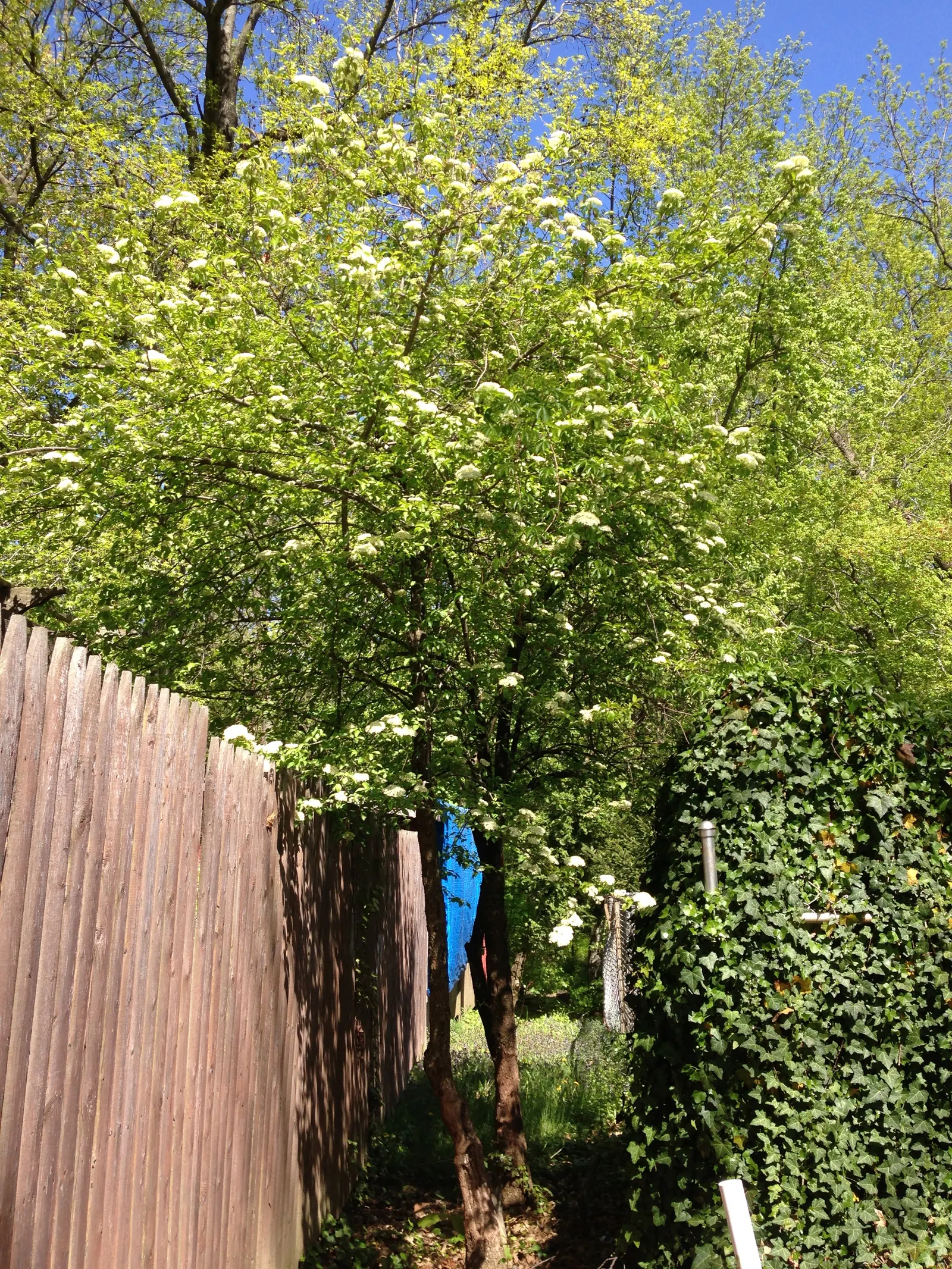 Black Haw (Viburnum Prunifolium) — white flowers in the garden