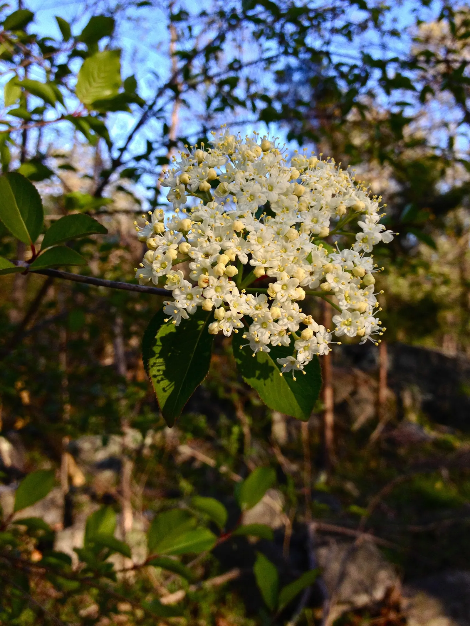 Black Haw (Viburnum Prunifolium) — is a hardy deciduous shrub renowned for its ornamental values and versatile landscape uses; springtime ushers in clusters of