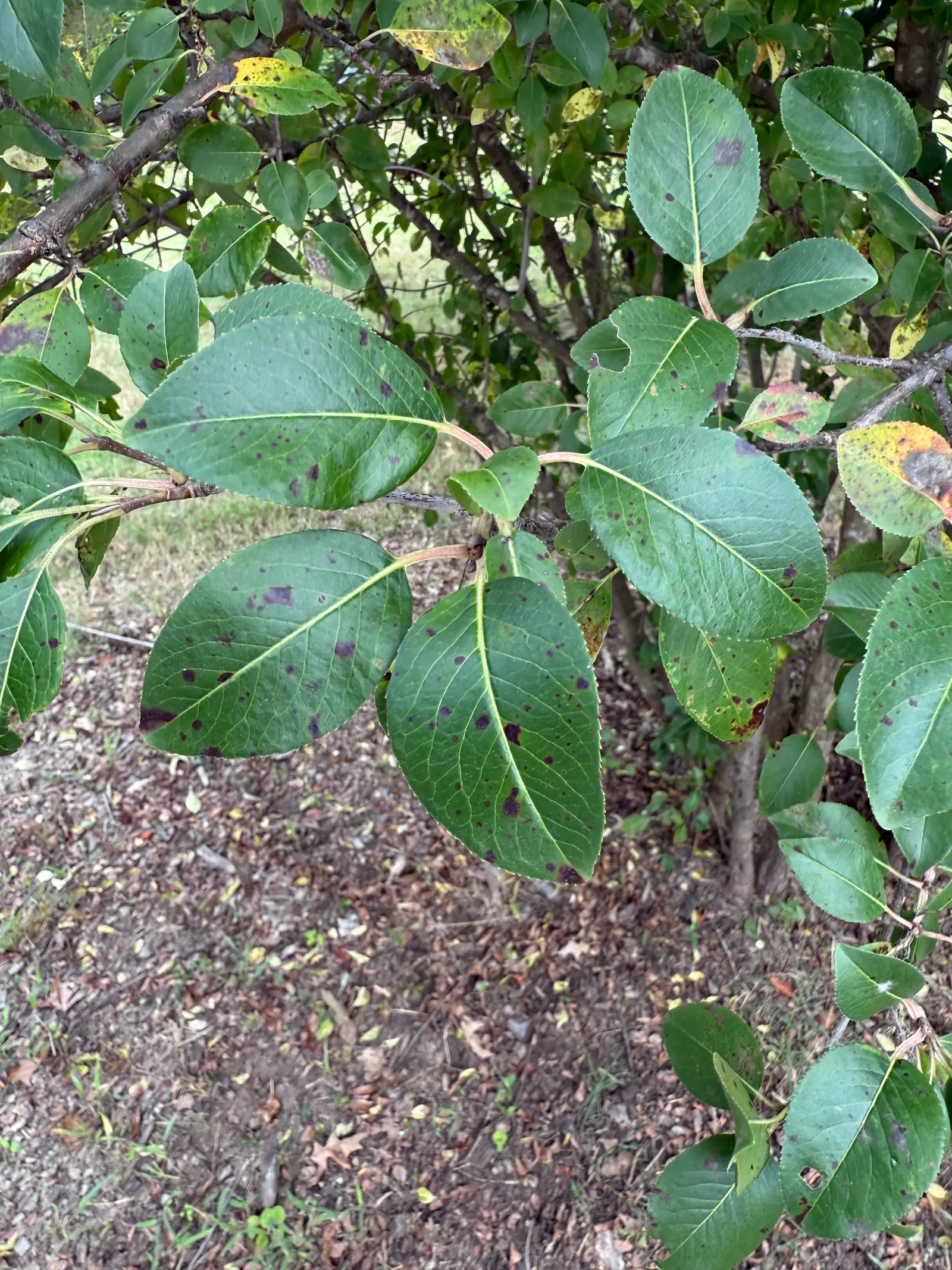 Black Haw (Viburnum Prunifolium) — Moderately drought and pollution tolerant, it is a resilient choice for urban settings