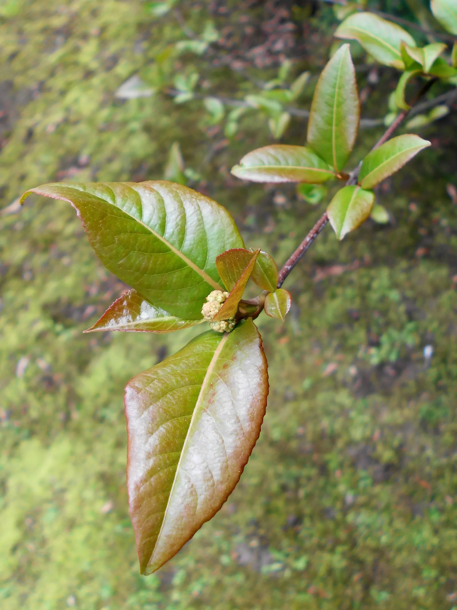 Black Haw (Viburnum Prunifolium) — coupled with a slow-to-moderate growth rate; thus ensuring both the client's aesthetic desires and the ease of maintenance