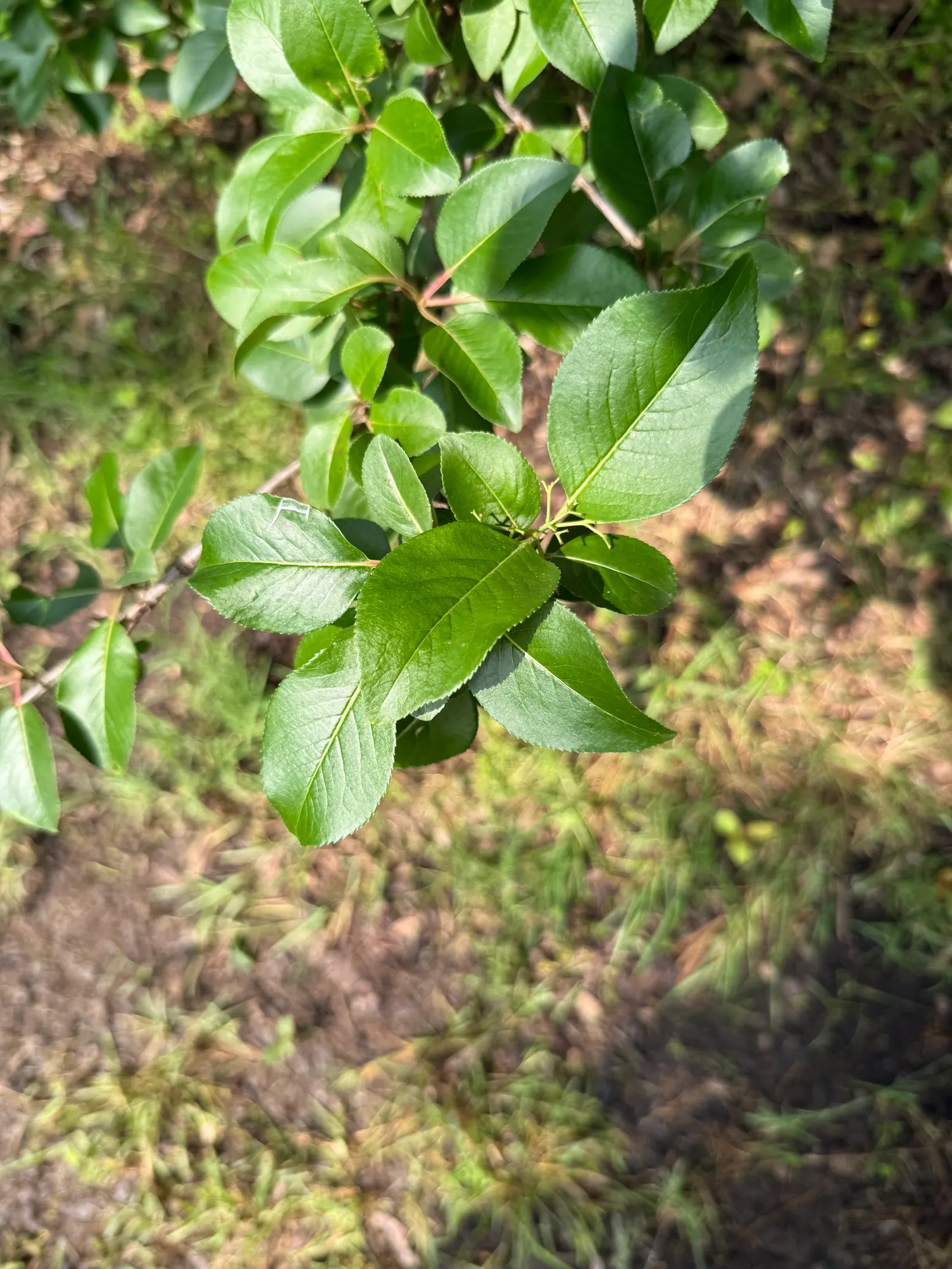 Black Haw (Viburnum Prunifolium) — These blooms give way to bluish-black drupes