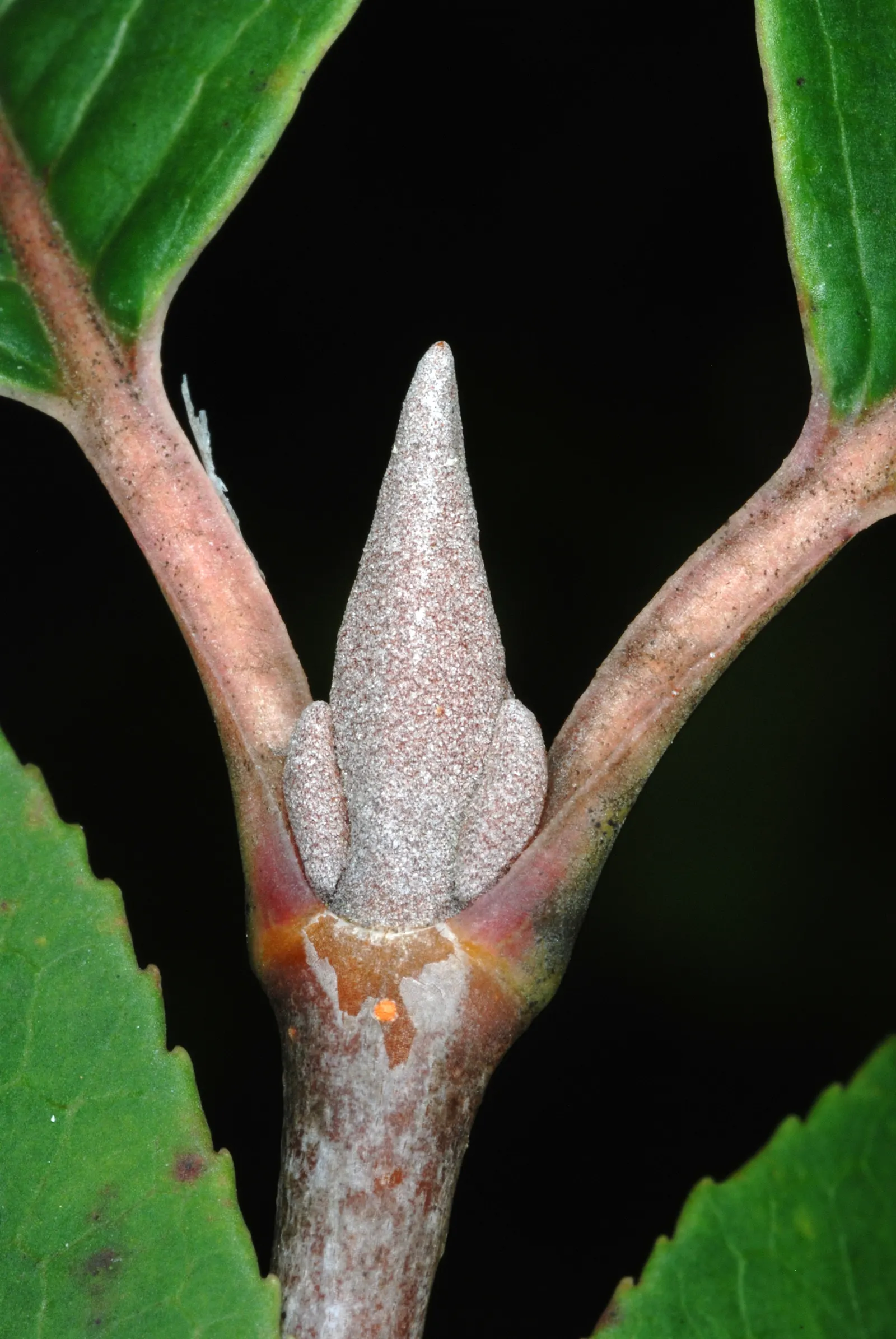 Black Haw (Viburnum Prunifolium) — about 0.5 inches in diameter; provided they're well-drained