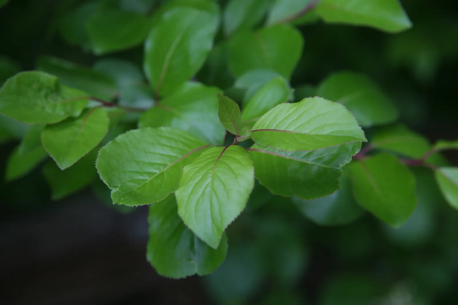 Black Haw (Viburnum Prunifolium) — is a durable deciduous shrub that matures to around 12-15 feet in height and spread; springtime ushers in clusters of creamy