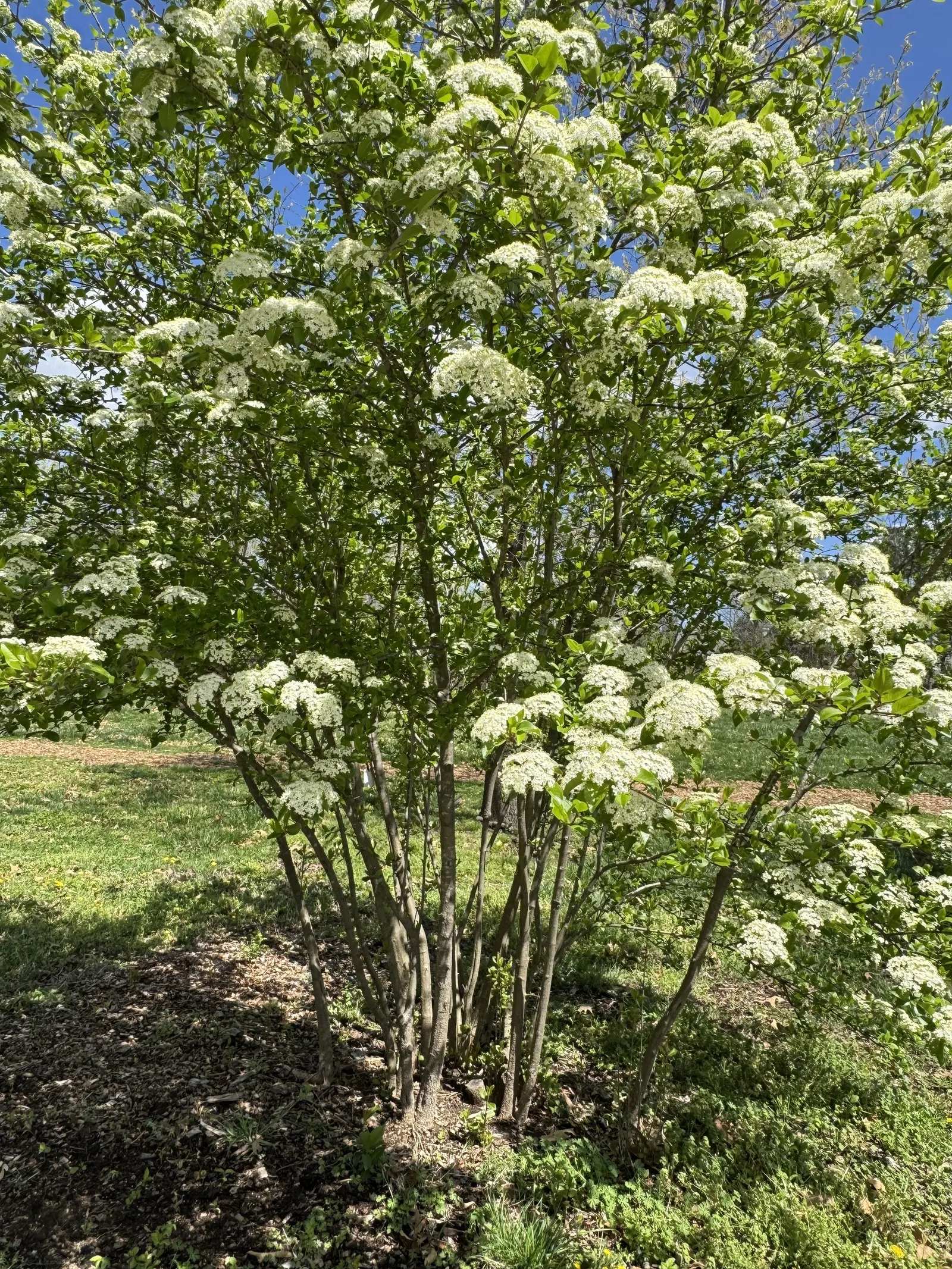 Black Haw (Viburnum Prunifolium) — shrub for full or half or shade