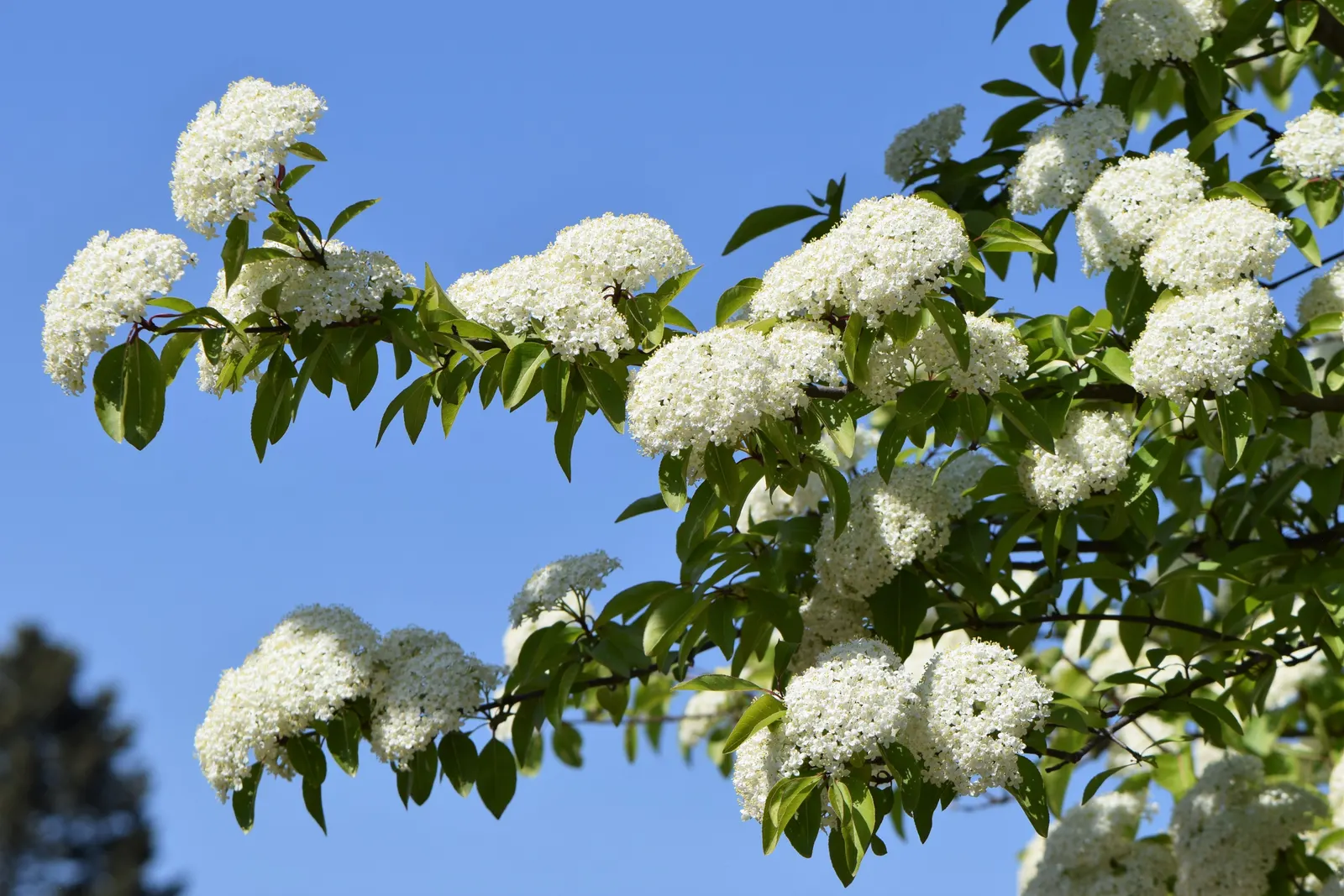 Black Haw (Viburnum Prunifolium) — shrub with white blooms; provided they're well-drained