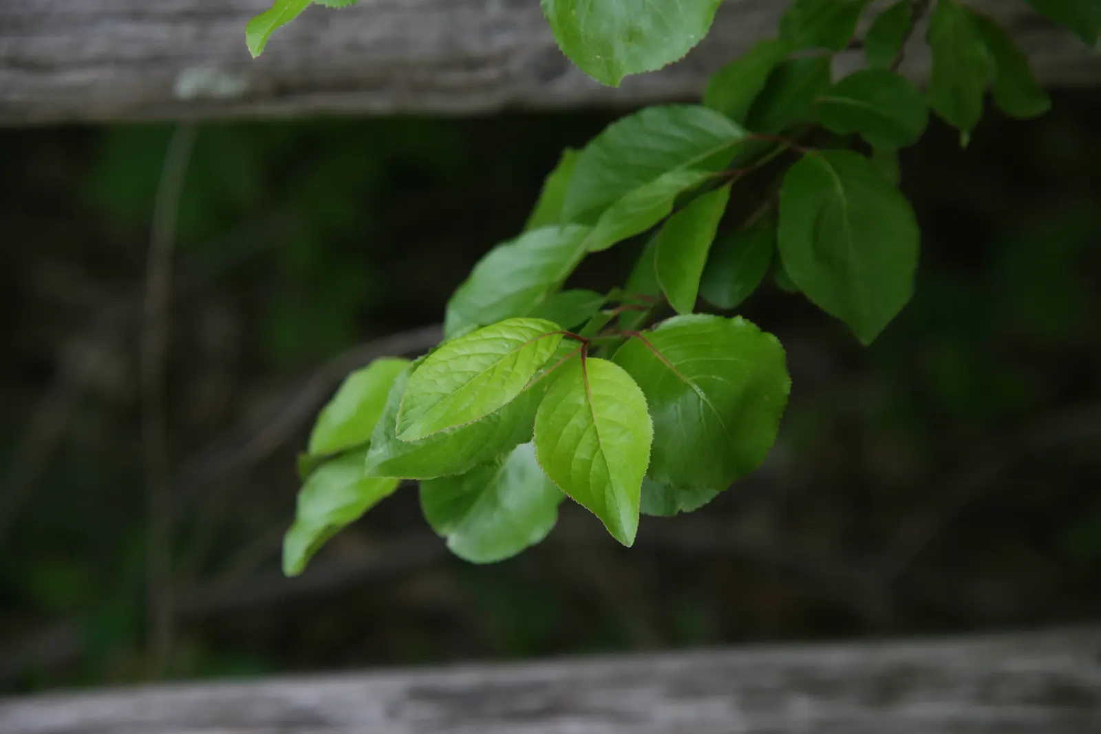 Black Haw (Viburnum Prunifolium) — is a hardy deciduous shrub renowned for its ornamental values and versatile landscape uses