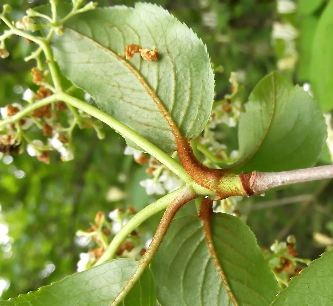 Black Haw (Viburnum Prunifolium) — bestowing year-round interest to the thoughtful landscape; provided they're well-drained