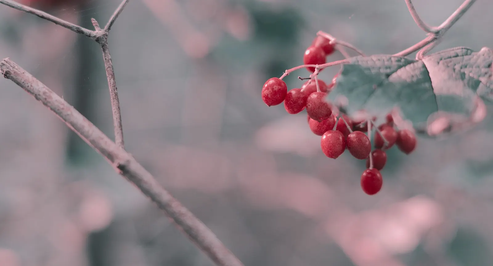 Black Haw (Viburnum Prunifolium) — make Viburnum prunifolium an excellent selection for hedges; it thrives in USDA zones 3-9, prefers full sun to partial