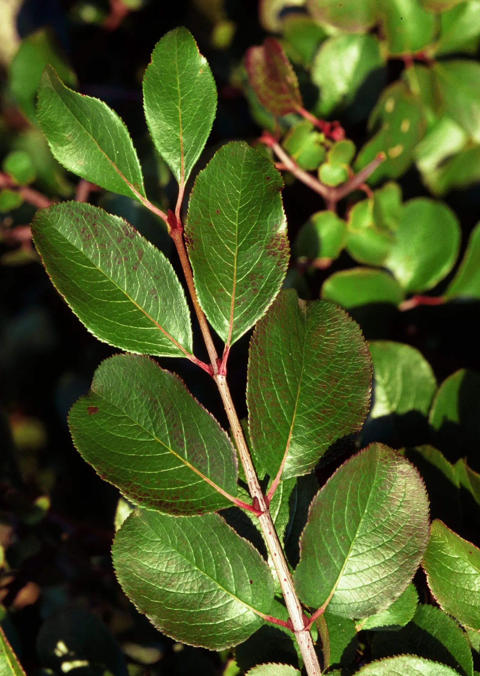 Black Haw (Viburnum Prunifolium) — demanding only occasional pruning to maintain shape and promote airflow; thus ensuring both the client's aesthetic desires
