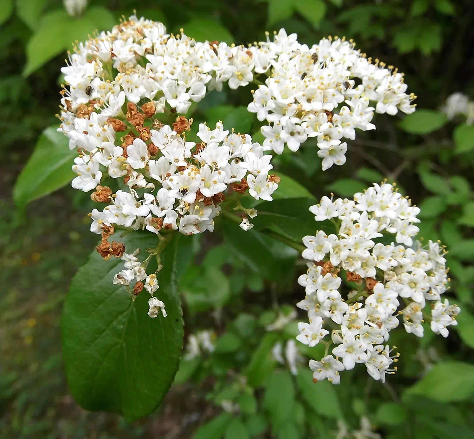Black Haw (Viburnum Prunifolium) — provided they're well-drained