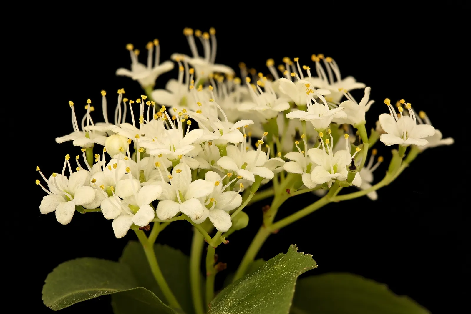 Black Haw (Viburnum Prunifolium) — upright habit that suits both informal and formal gardens.<br><br>Its elliptical leaves