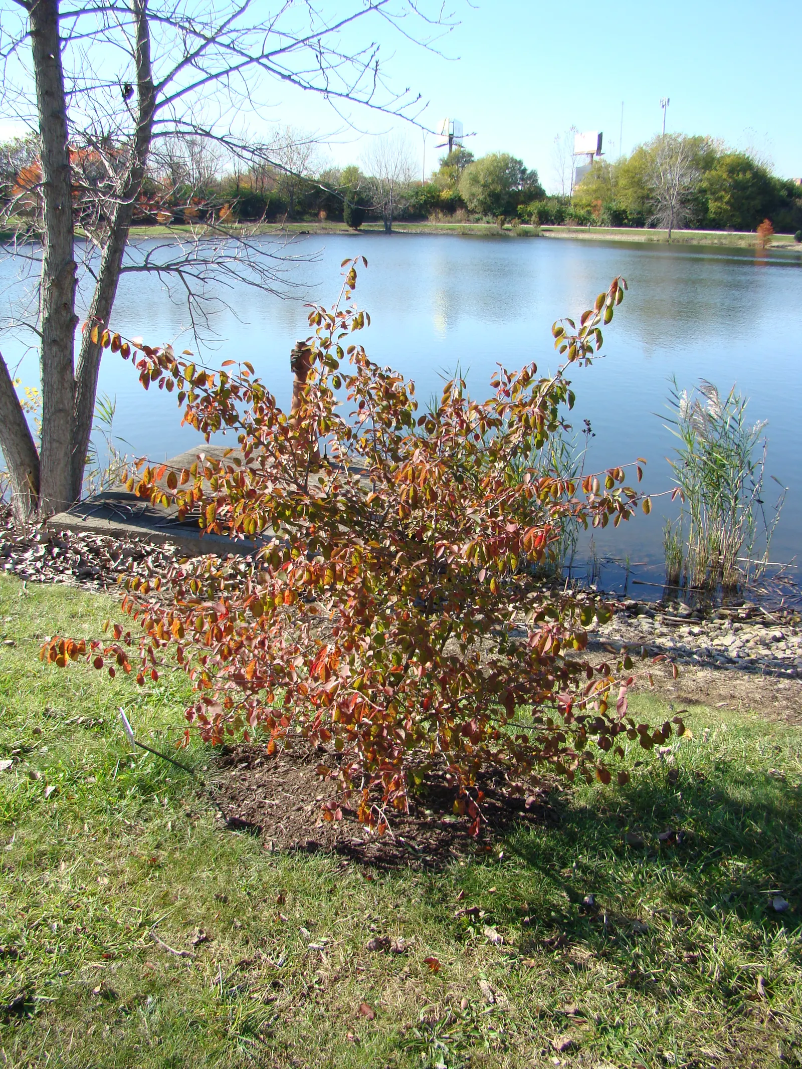 Black Haw (Viburnum Prunifolium) — commonly known as Black Haw; it thrives in USDA zones 3-9, prefers full sun to partial shade, and adapts to various soil