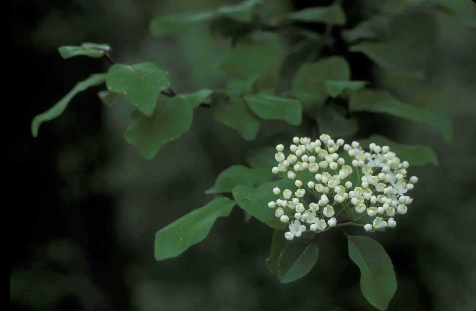 Black Haw (Viburnum Prunifolium) — providing a rich food source for local fauna; thus ensuring both the client's aesthetic desires and the ease of maintenance