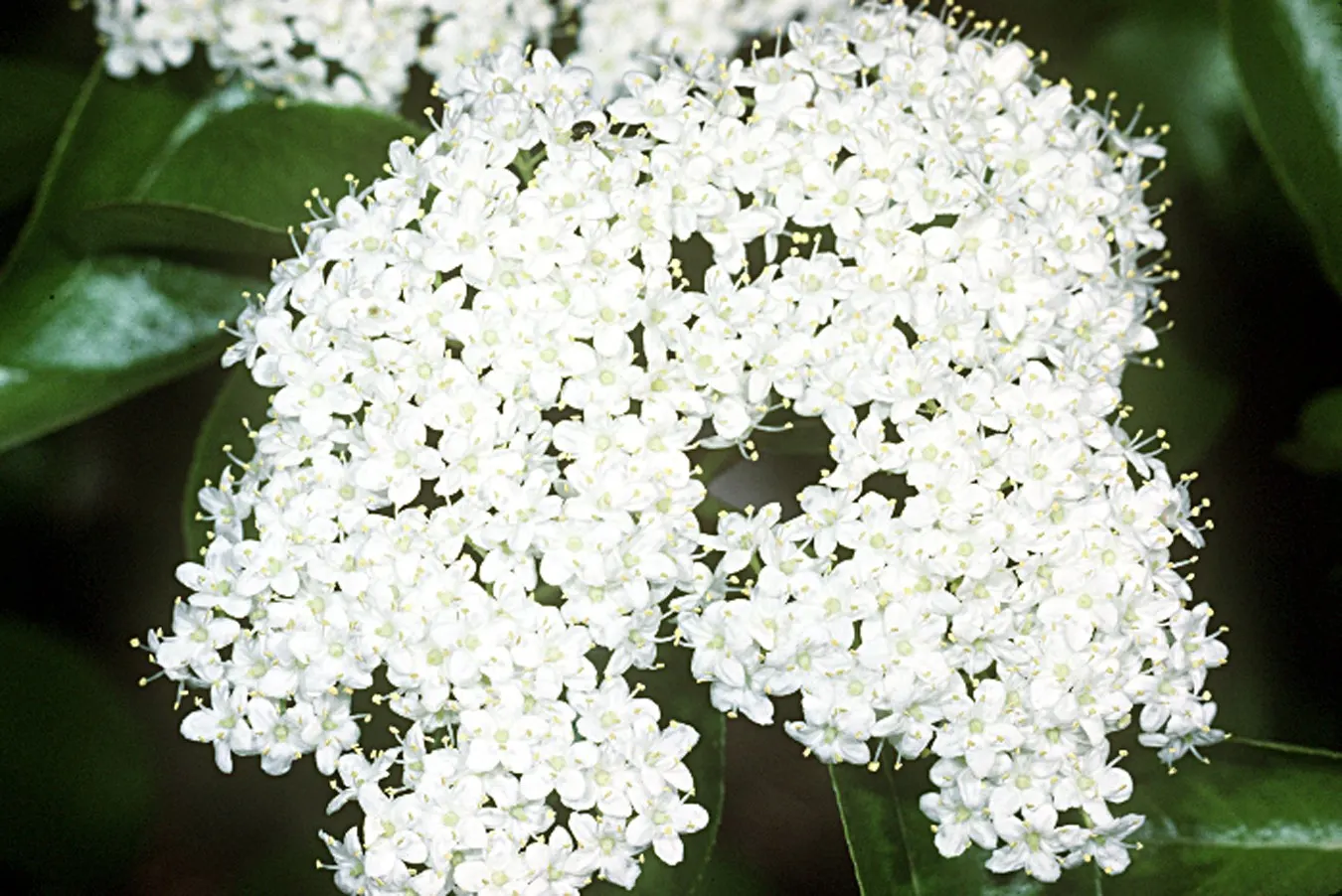 Black Haw (Viburnum Prunifolium) — Maturing to a height of approximately 12-15 feet with a similar spread
