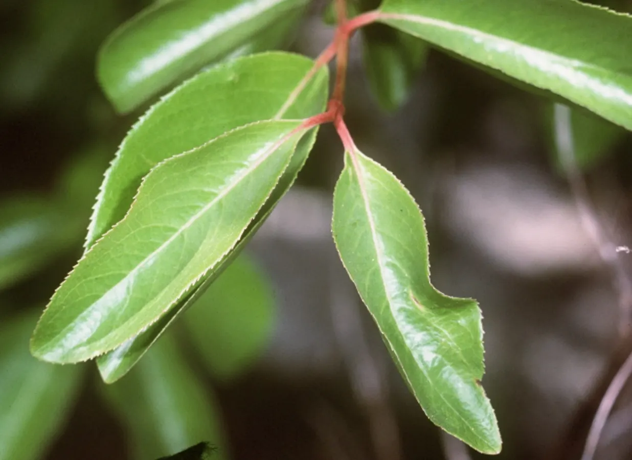 Black Haw (Viburnum Prunifolium) — commonly known as Black Haw