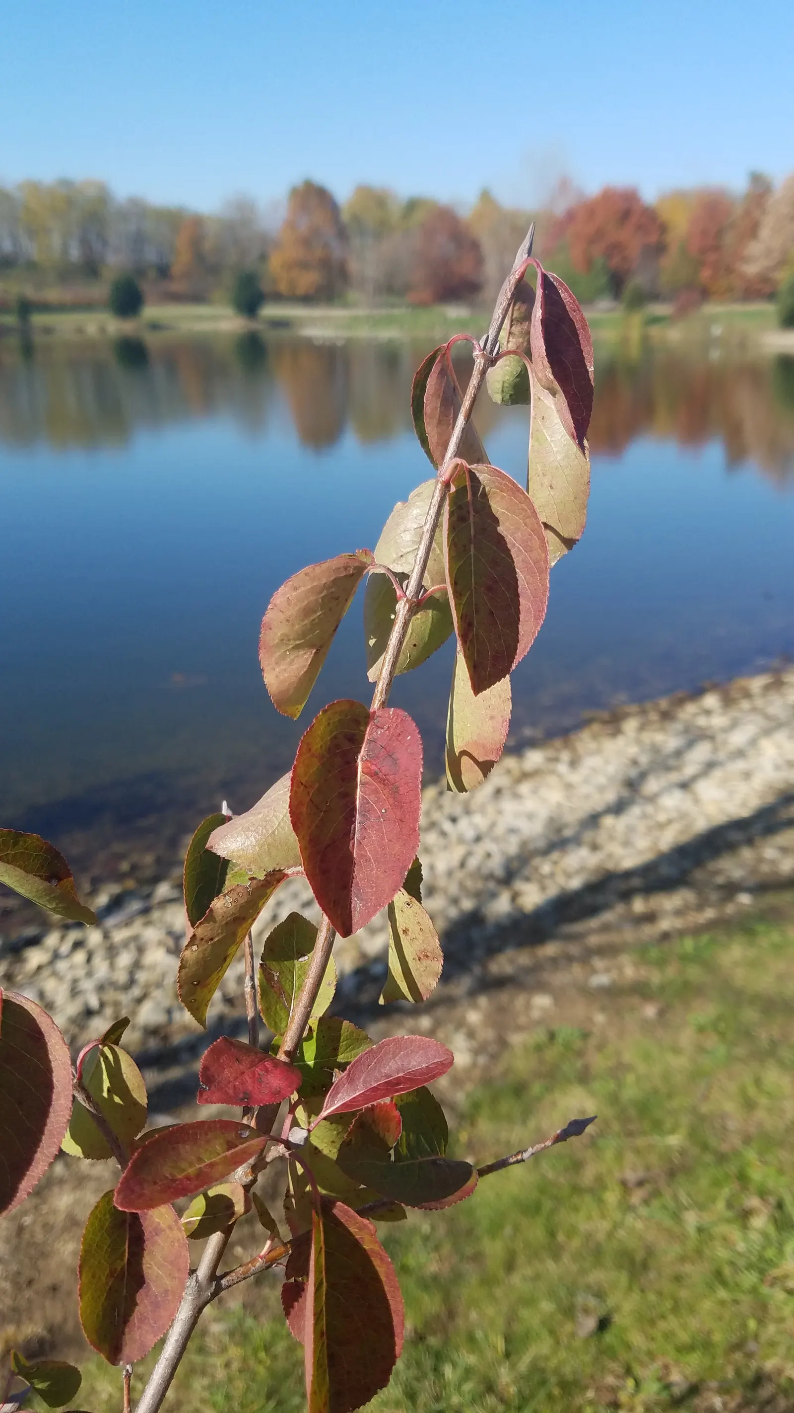 Black Haw (Viburnum Prunifolium) — Springtime ushers in clusters of creamy white flowers