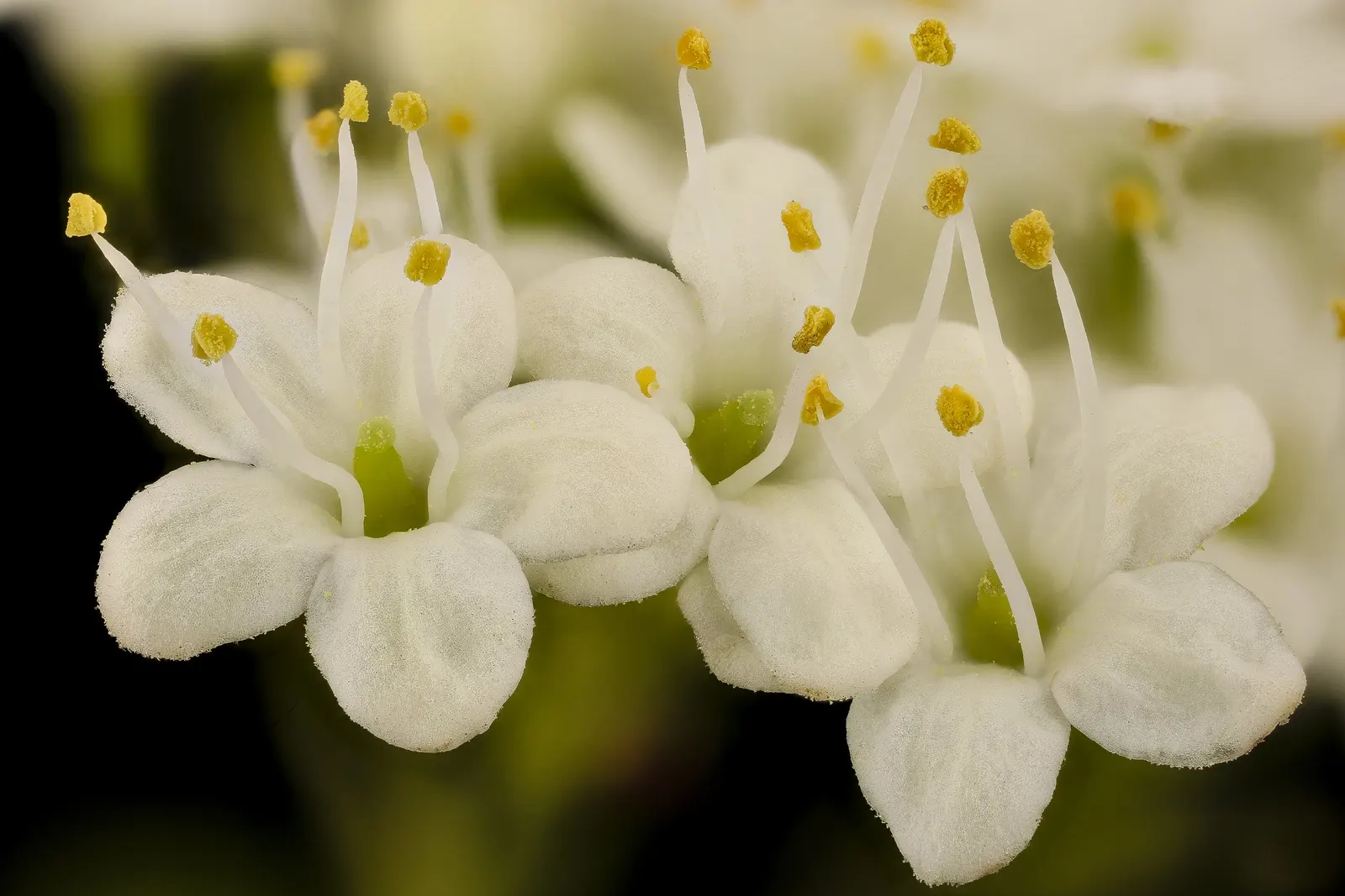 Black Haw (Viburnum Prunifolium) — each measuring around 1.5-3 inches long