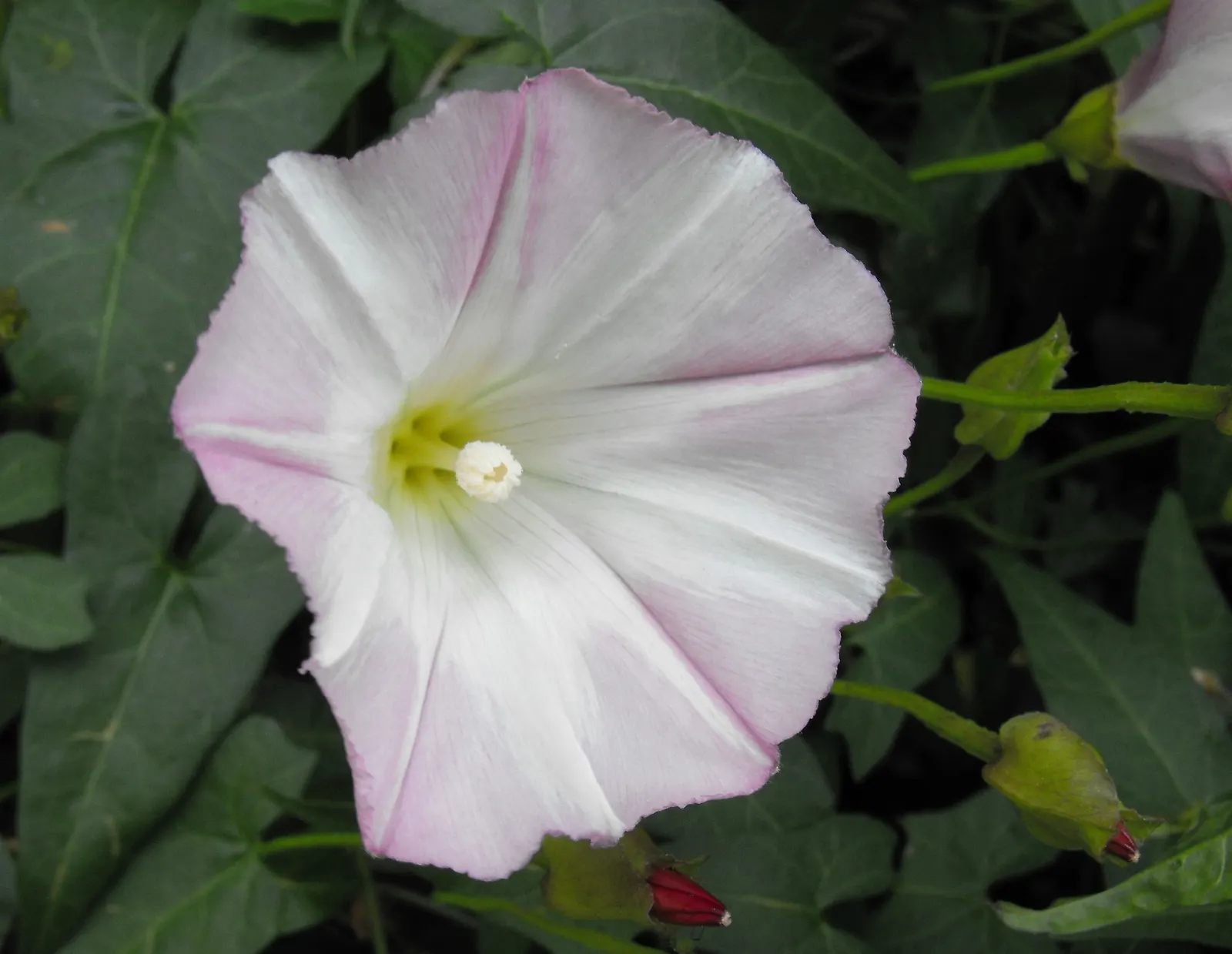 Candy Cane Morning Glory (Calystegia 'Candy Cane') — swirling white and pink like its namesake