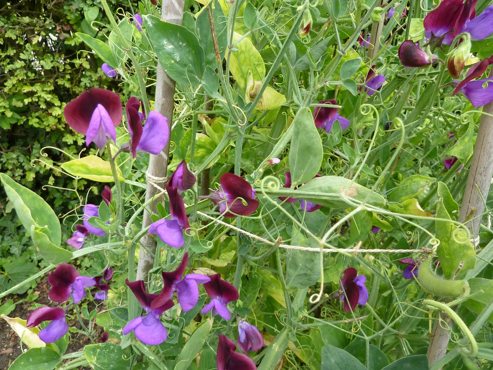 Annual Sweet Pea (Lathyrus Odoratus) — boasting fragrant flowers up to 2 inches across in a vivid array of colors; with each ruffled blossom, image 61