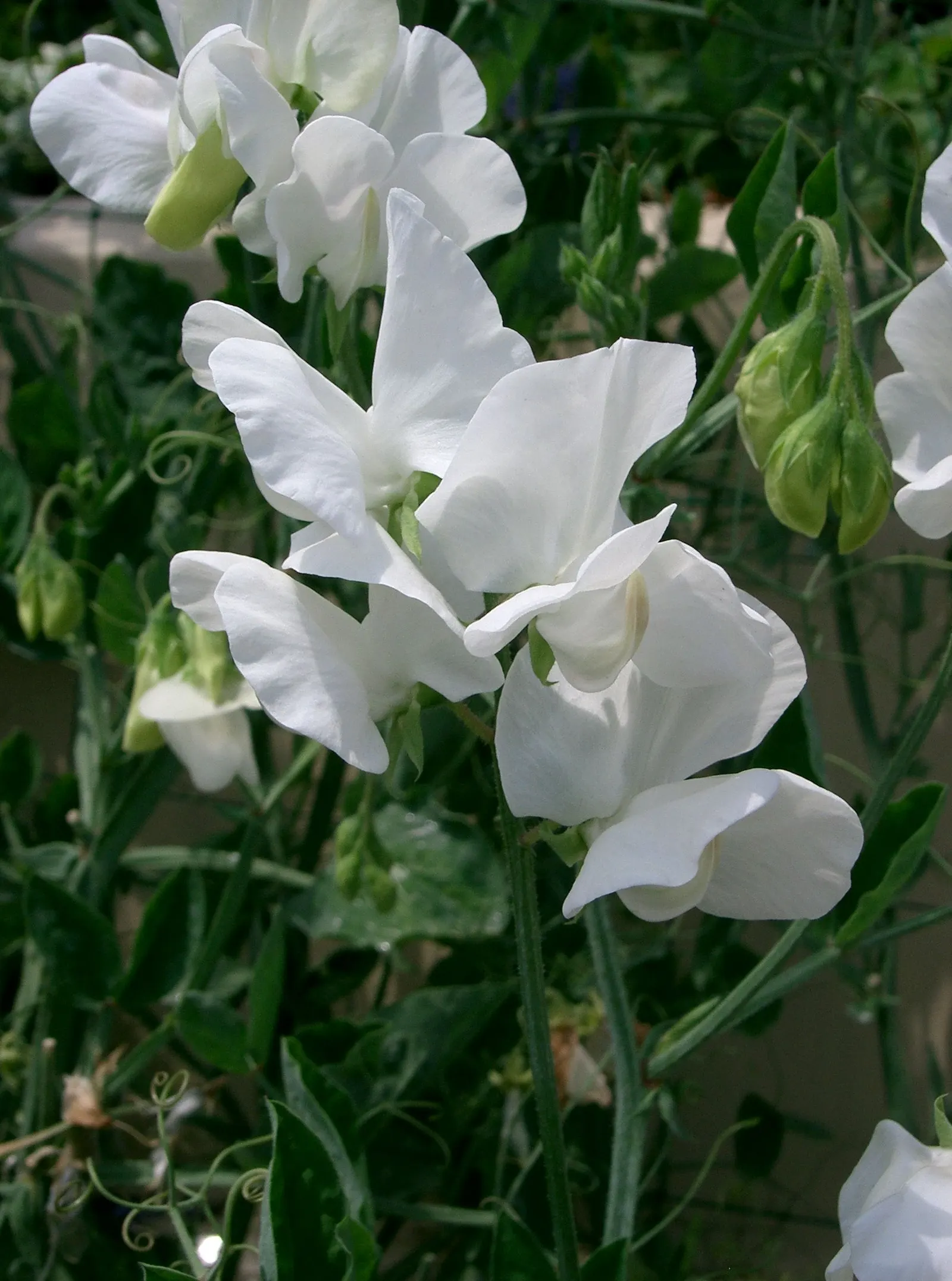 Annual Sweet Pea (Lathyrus Odoratus) — is a cherished ornamental climber
