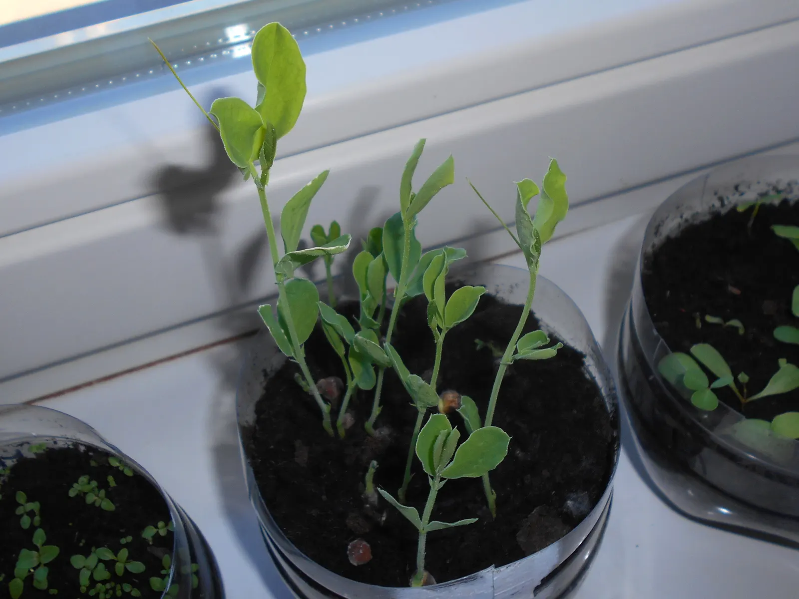 Annual Sweet Pea (Lathyrus Odoratus) — For optimal growth, incorporate a balanced, slow-release fertilizer during planting; sweet Peas thrive in, image 81